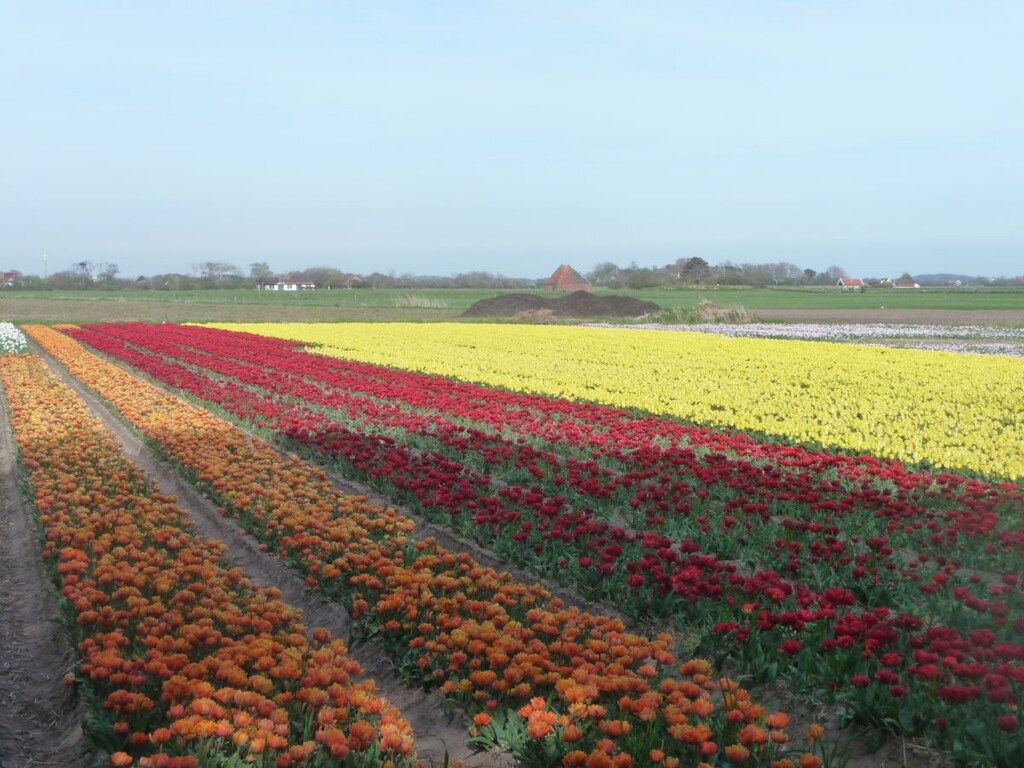 238393 in De Koog    -Texel- - Foto 16 van 19