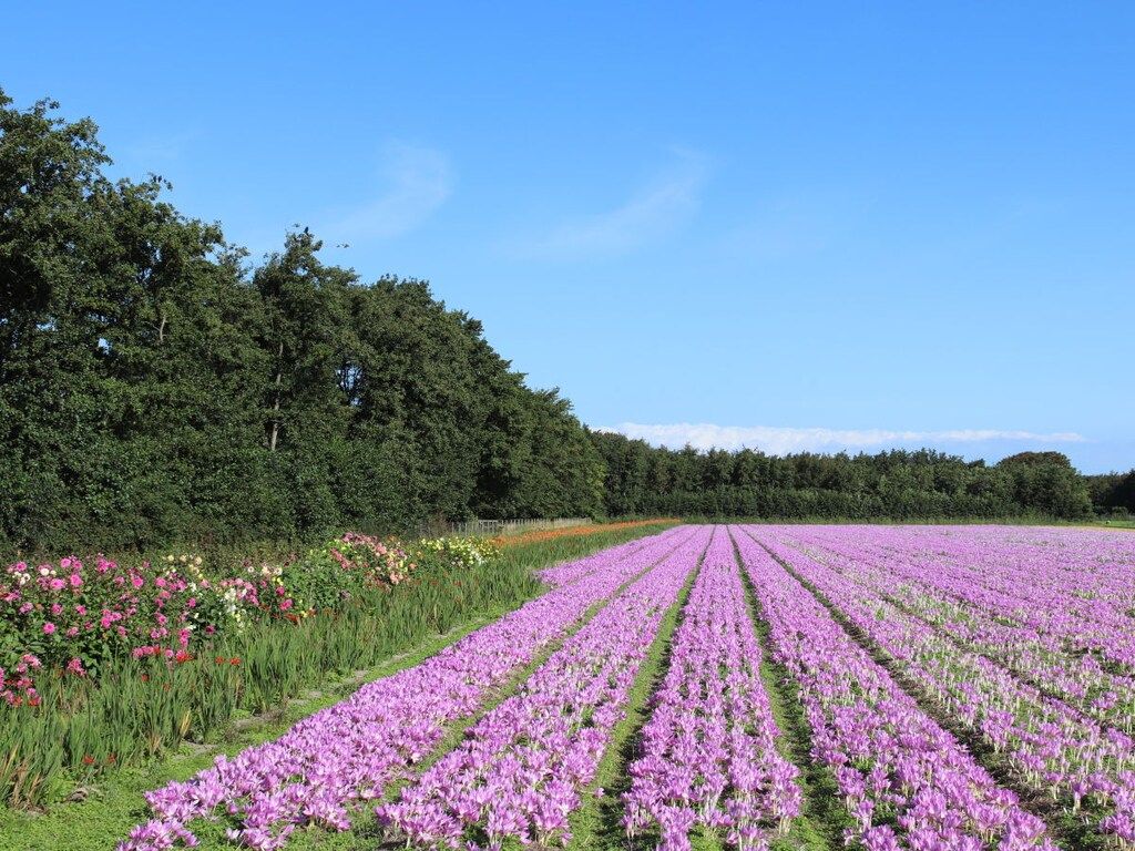 238393 in De Koog    -Texel- - Foto 17 van 19