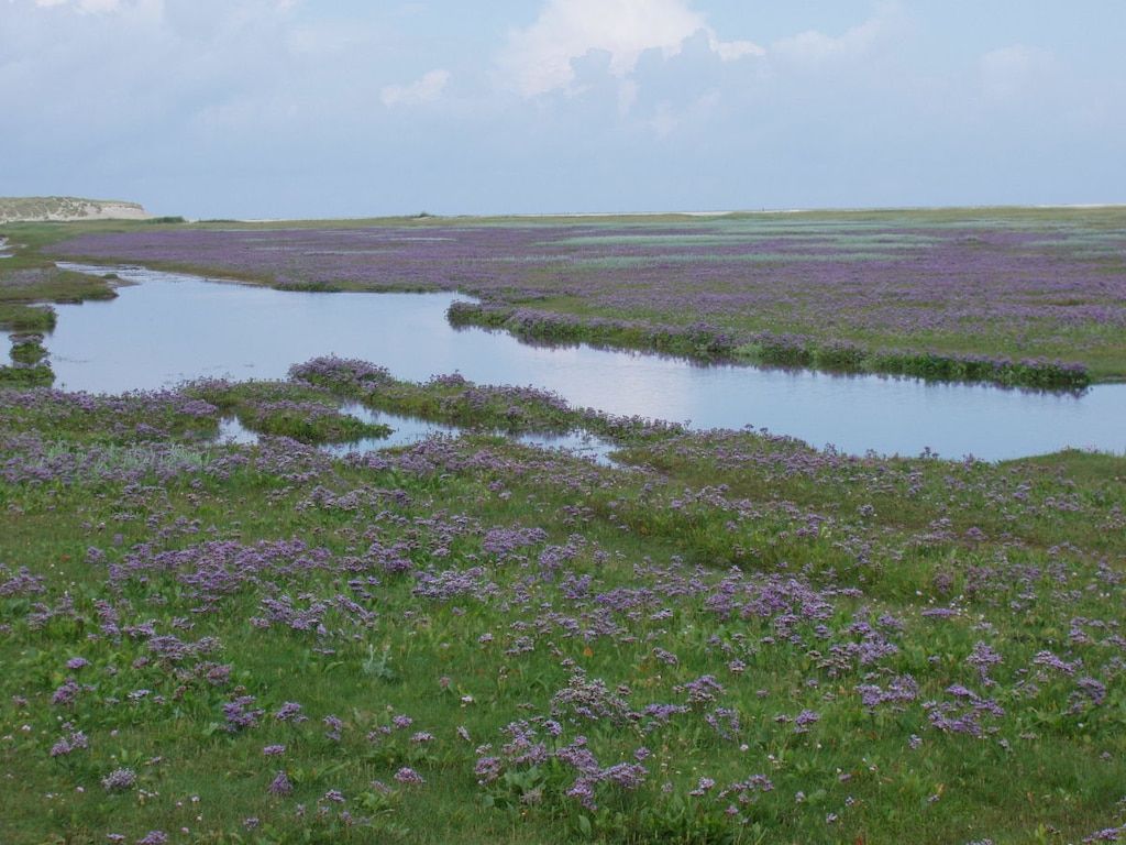 238393 in De Koog    -Texel- - Foto 18 van 19