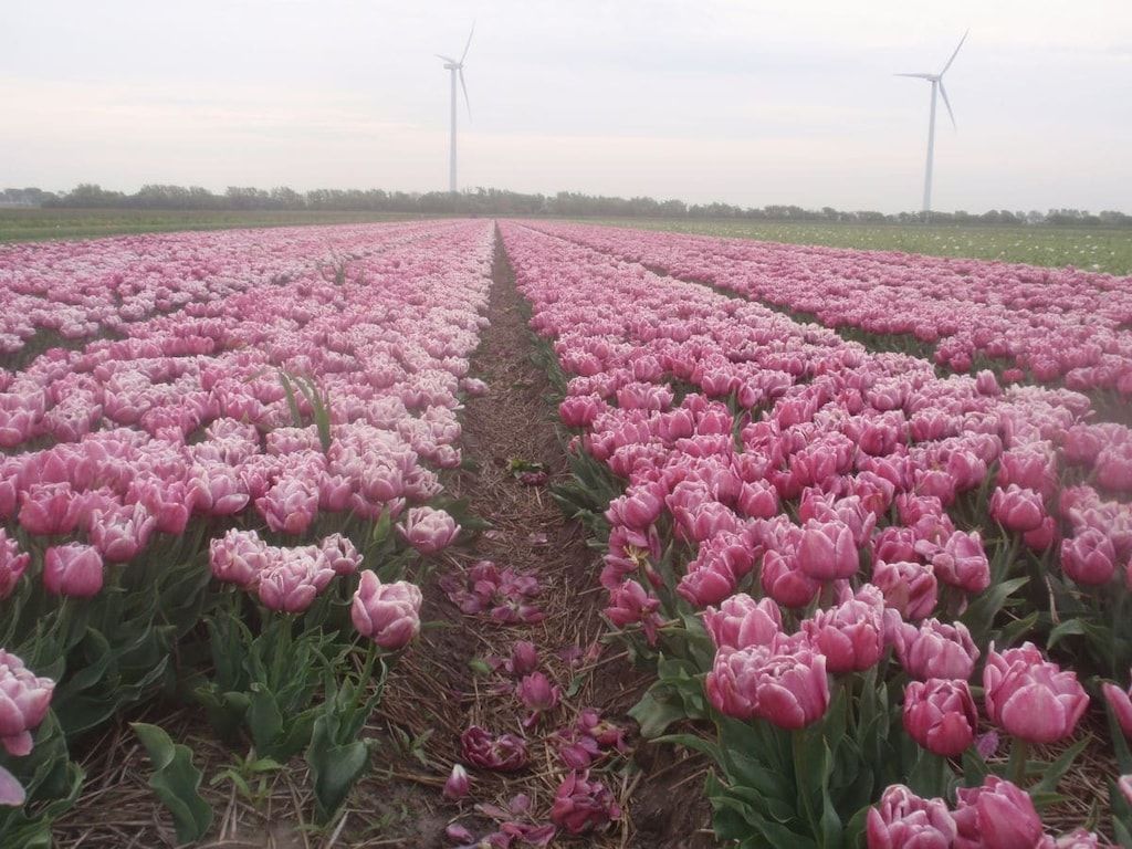 137905 in Schoorl - Foto 16 van 22
