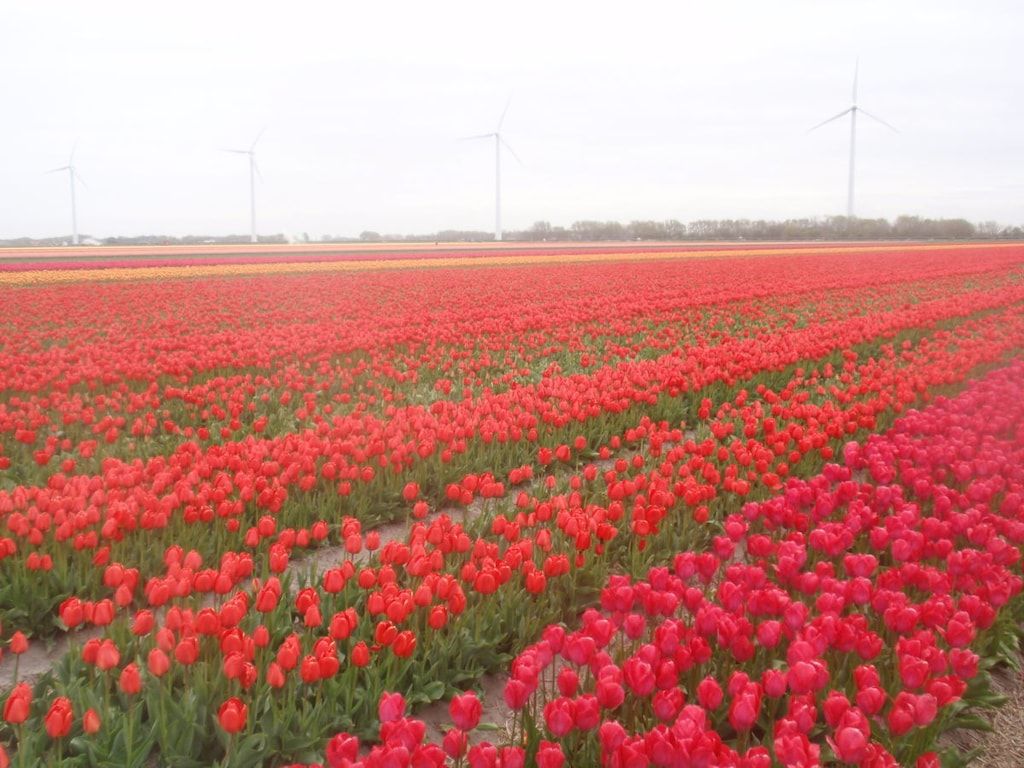 137905 in Schoorl - Foto 19 van 22