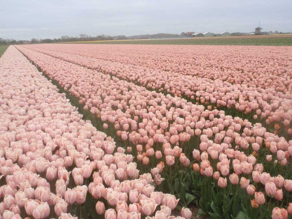 137905 in Schoorl - Foto 20 van 22