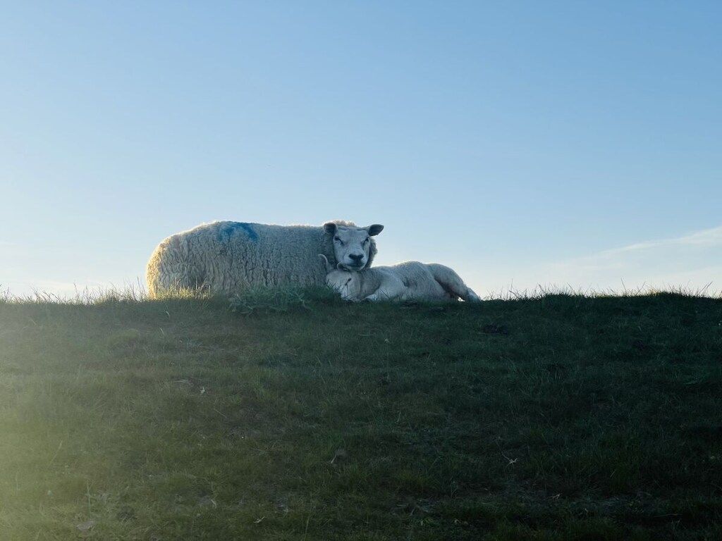 621345 in Texel - Foto 23 van 23