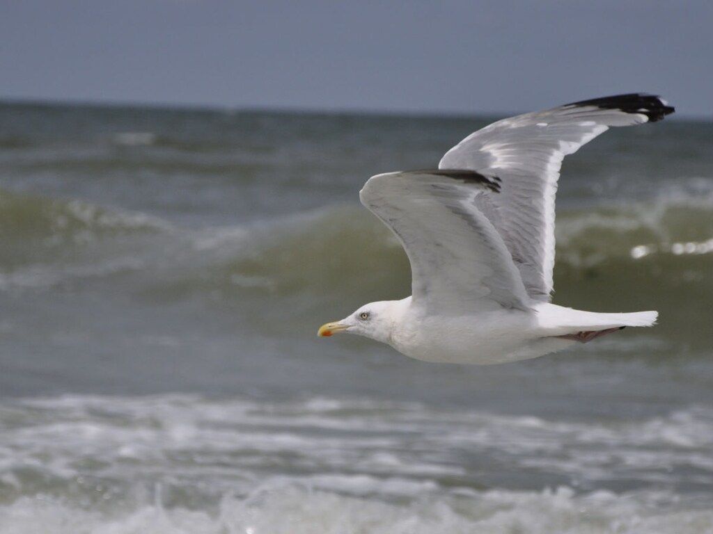 242848 in Domburg - Foto 16 van 21