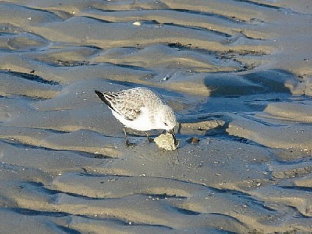 62200 in Buren \/ Ameland - Foto 18 van 28