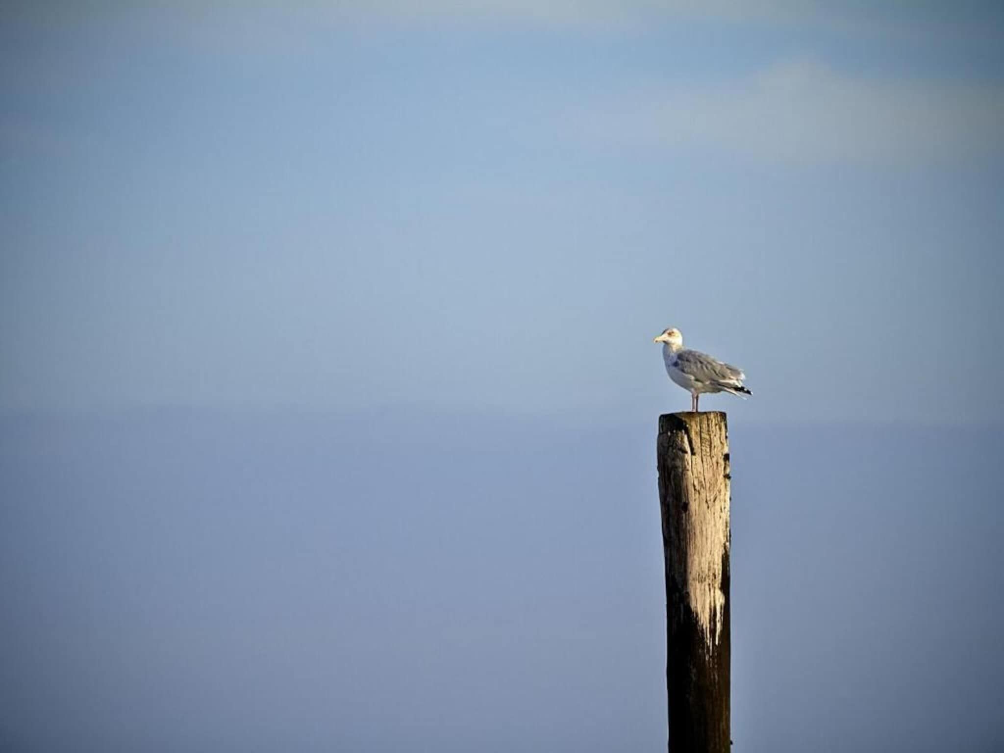 Beach Resort Nieuwvliet-Bad 15 in Nieuwvliet-Bad - Foto 28 van 40