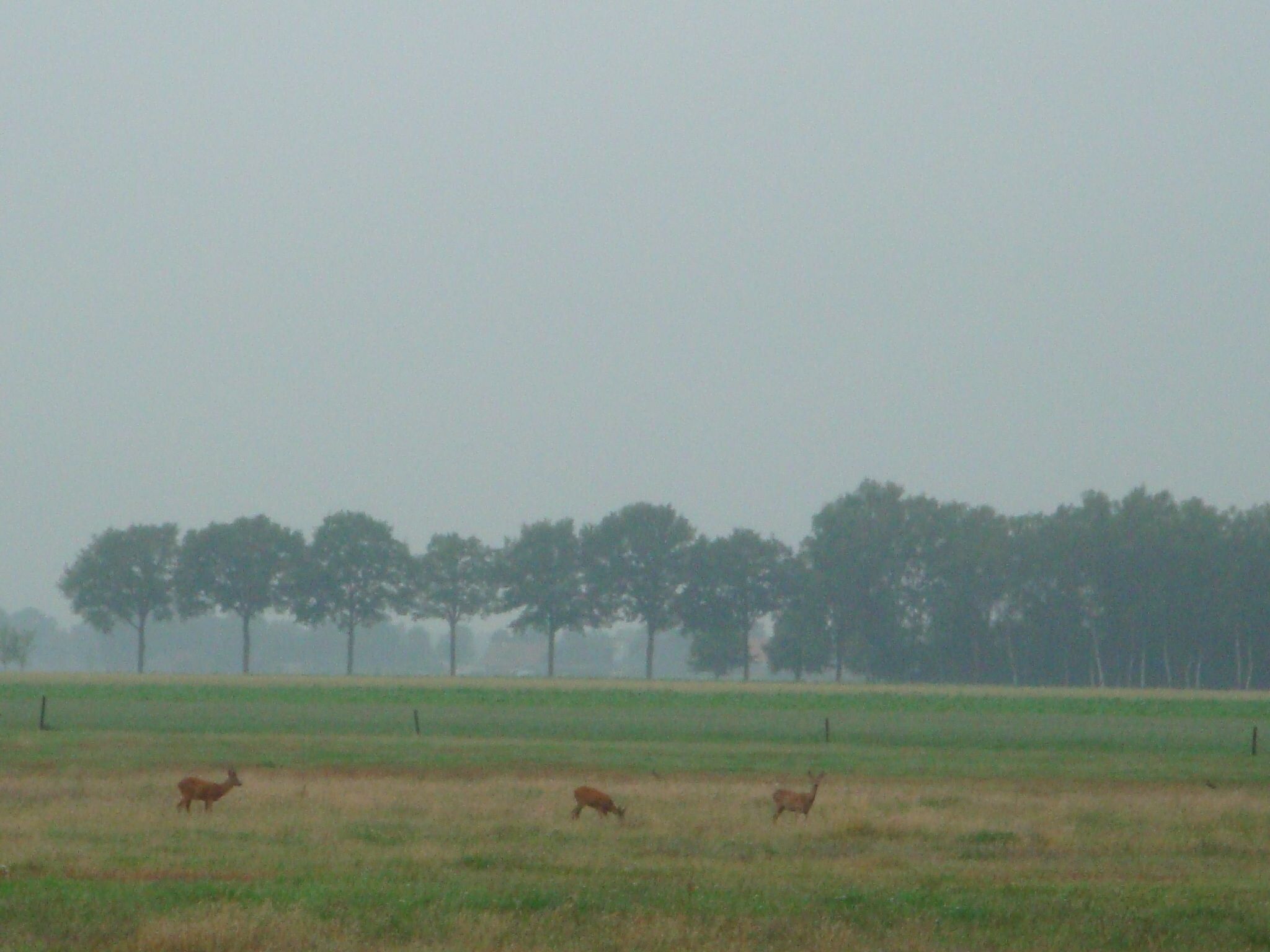 Het uitzicht vanaf Buitenplaats Berg en Bos nummer 18 in Lemele