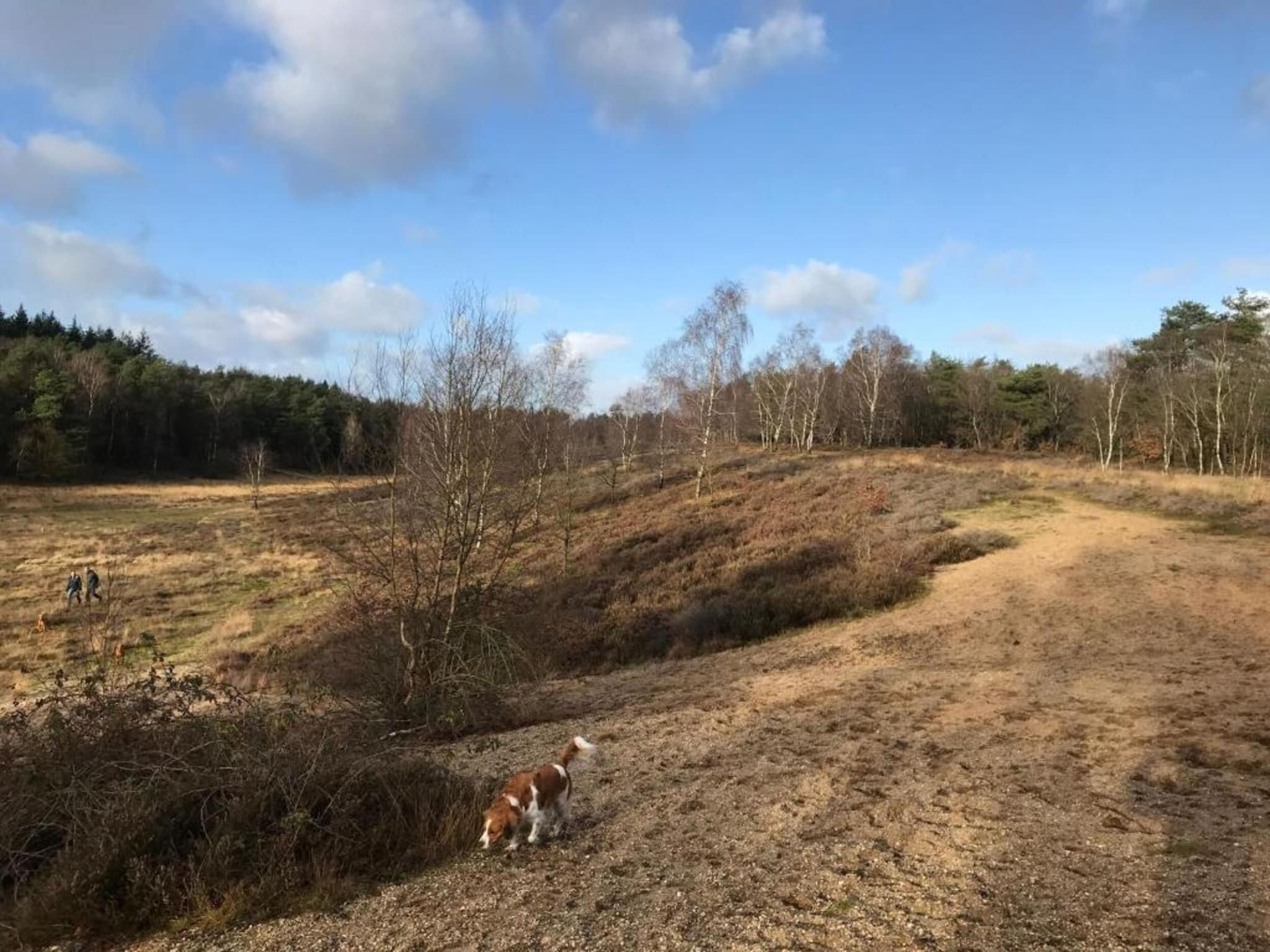 Koperwiek in Garderen - Foto 34 van 39