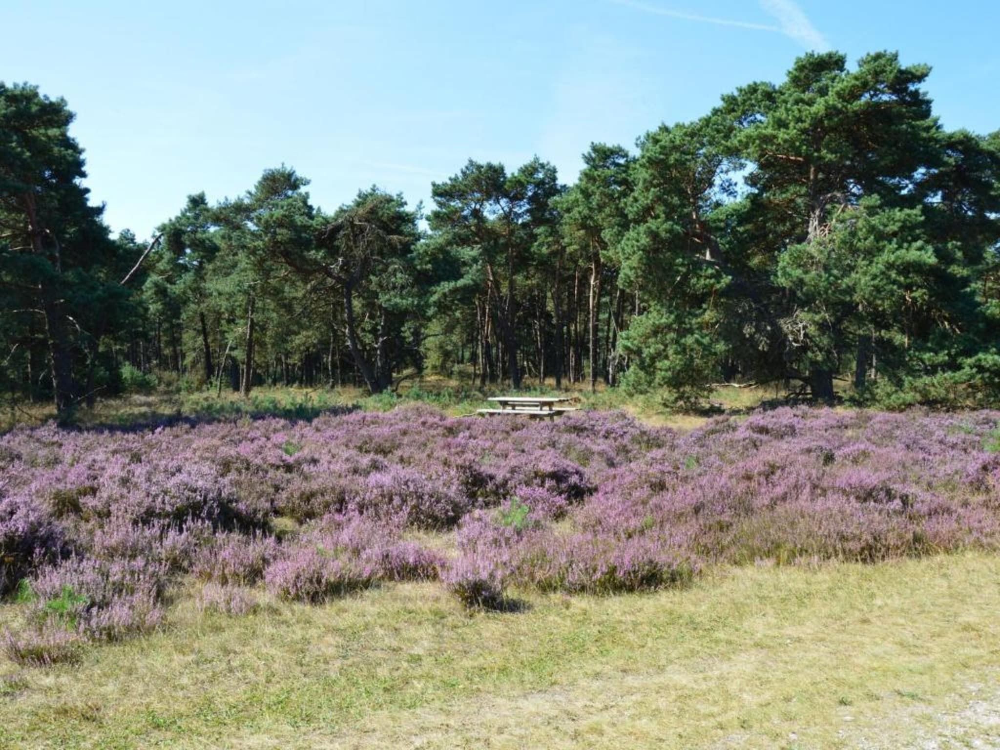 Koperwiek in Garderen - Foto 36 van 39