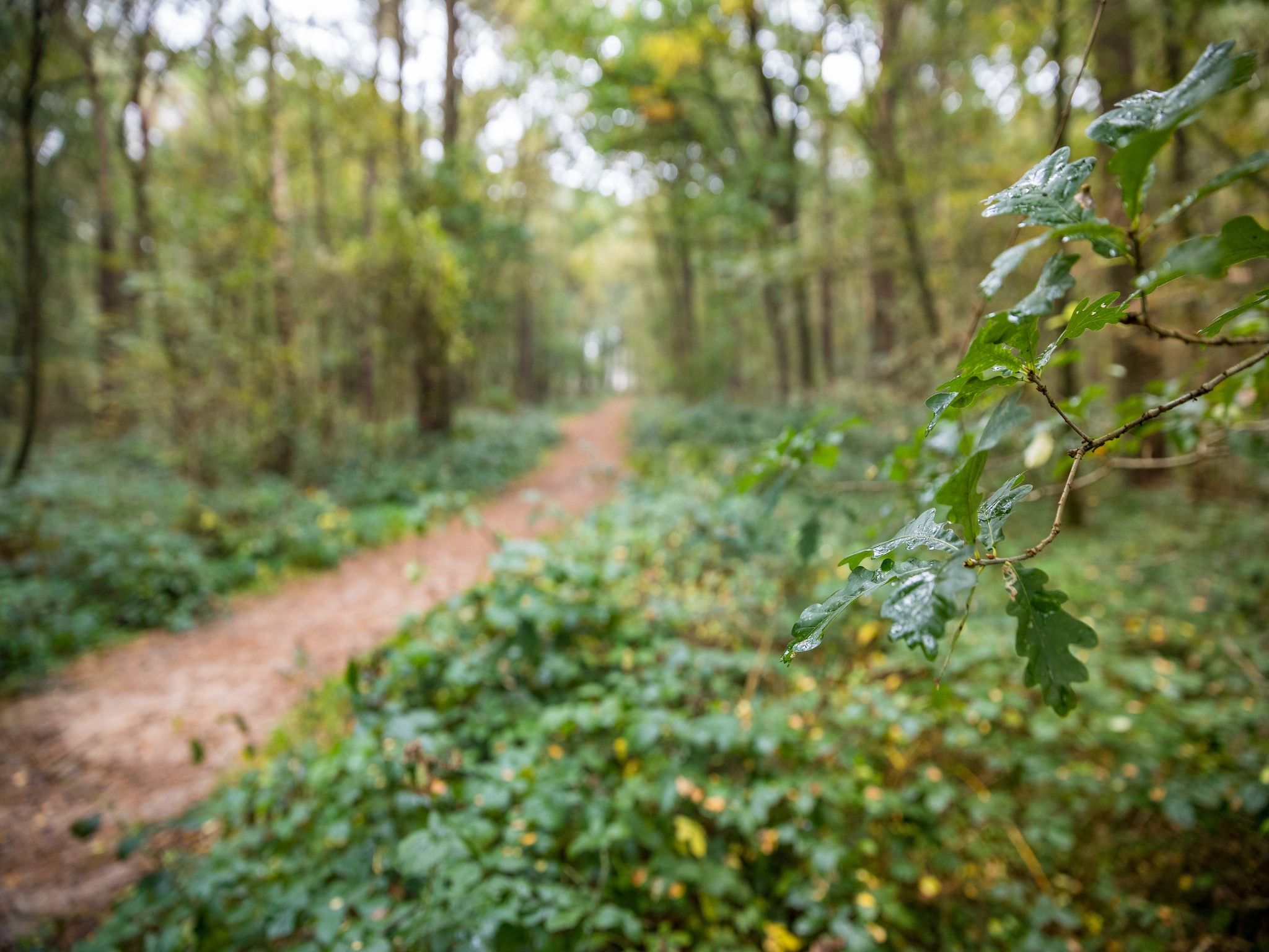 De omgeving van Bospark 't Wolfsven 14 in Mierlo