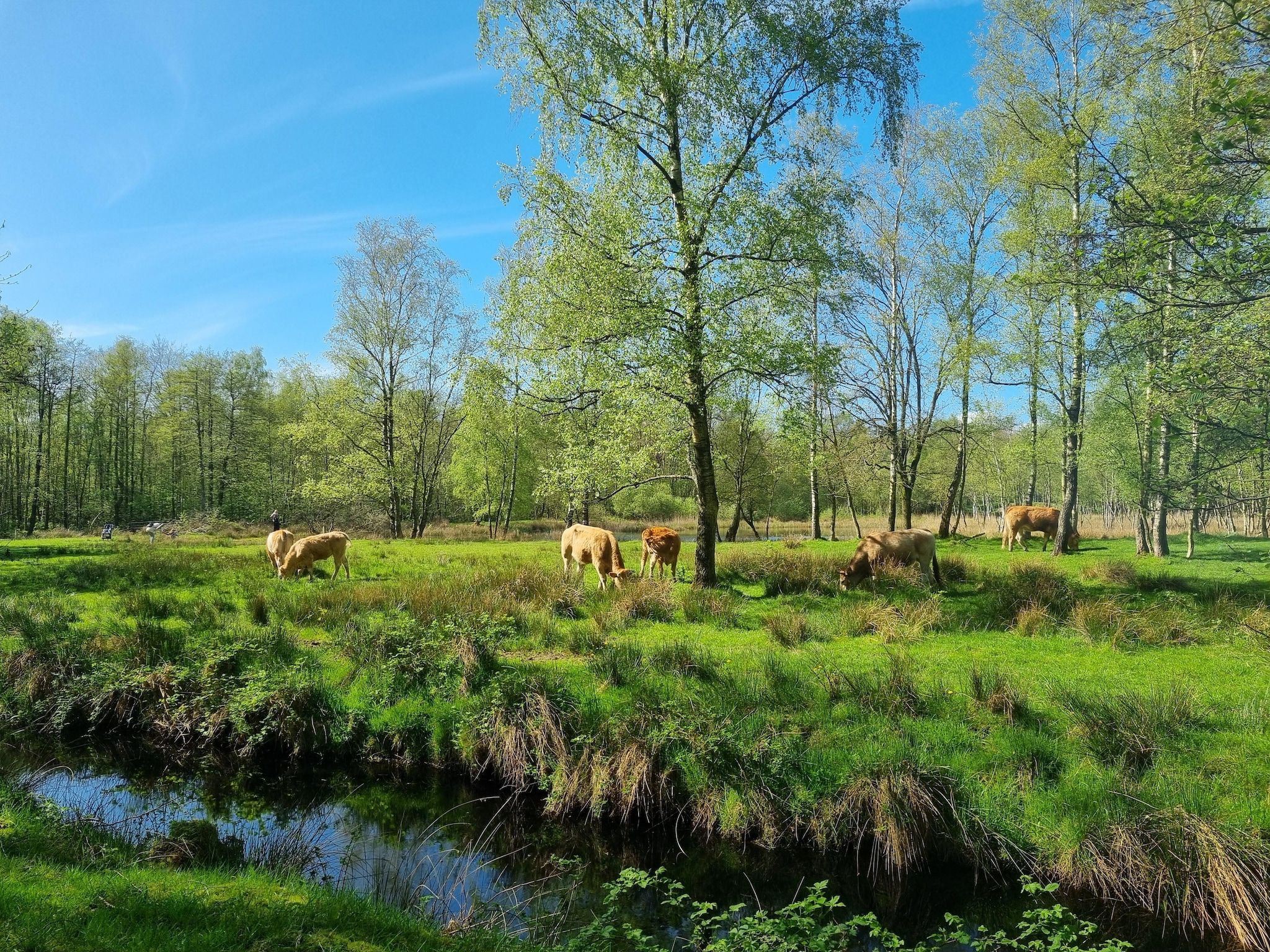 De omgeving van Watervilla Tolve in Balk