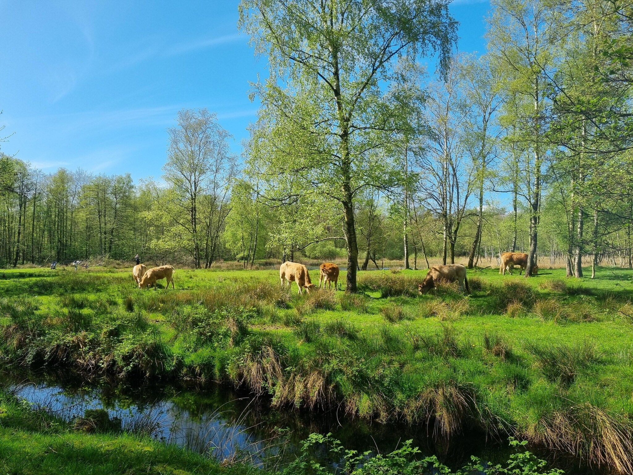 De omgeving van Watervilla San in Balk