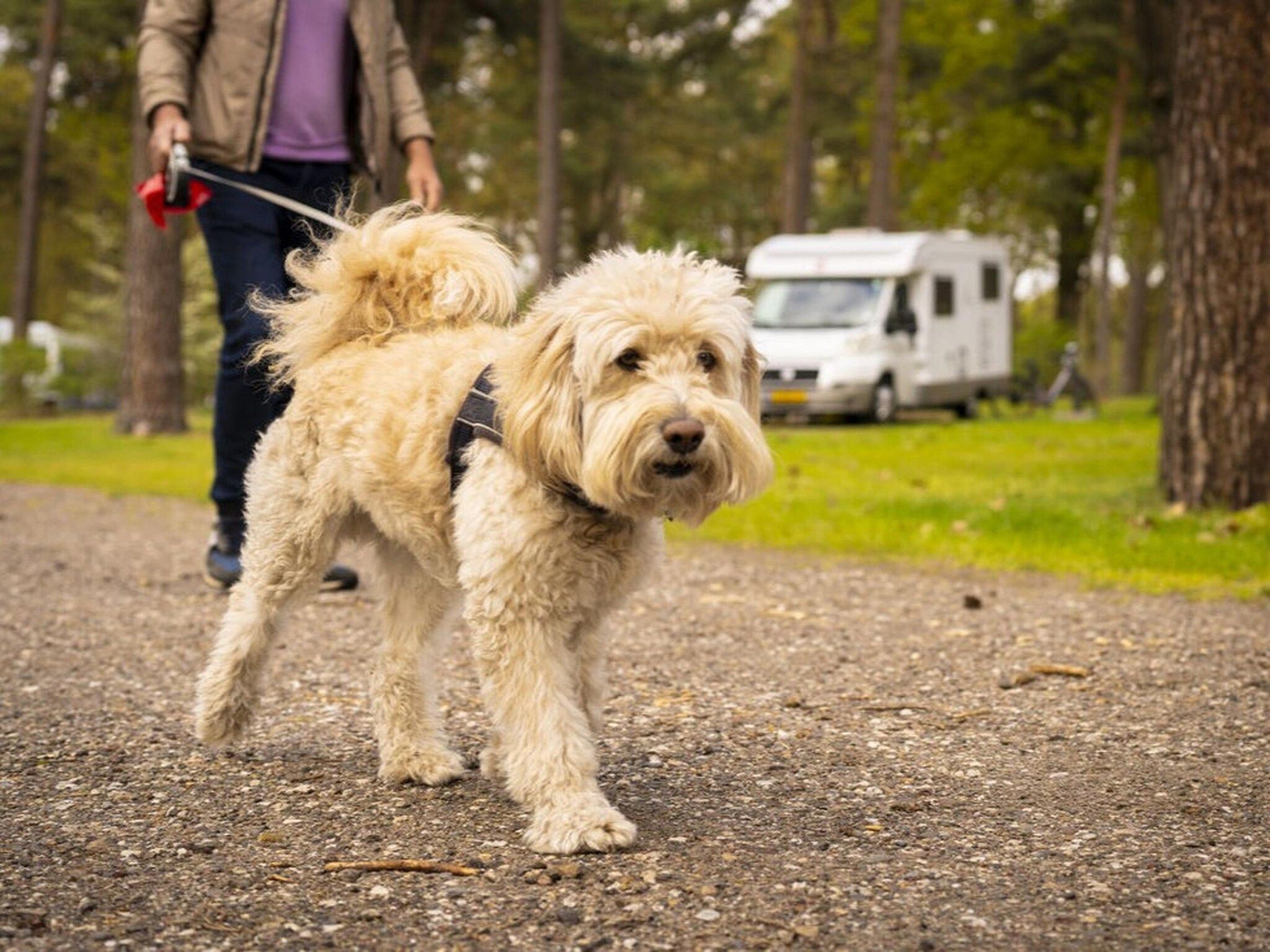 Parkfaciliteiten bij Bospark 't Wolfsven 15 in Mierlo