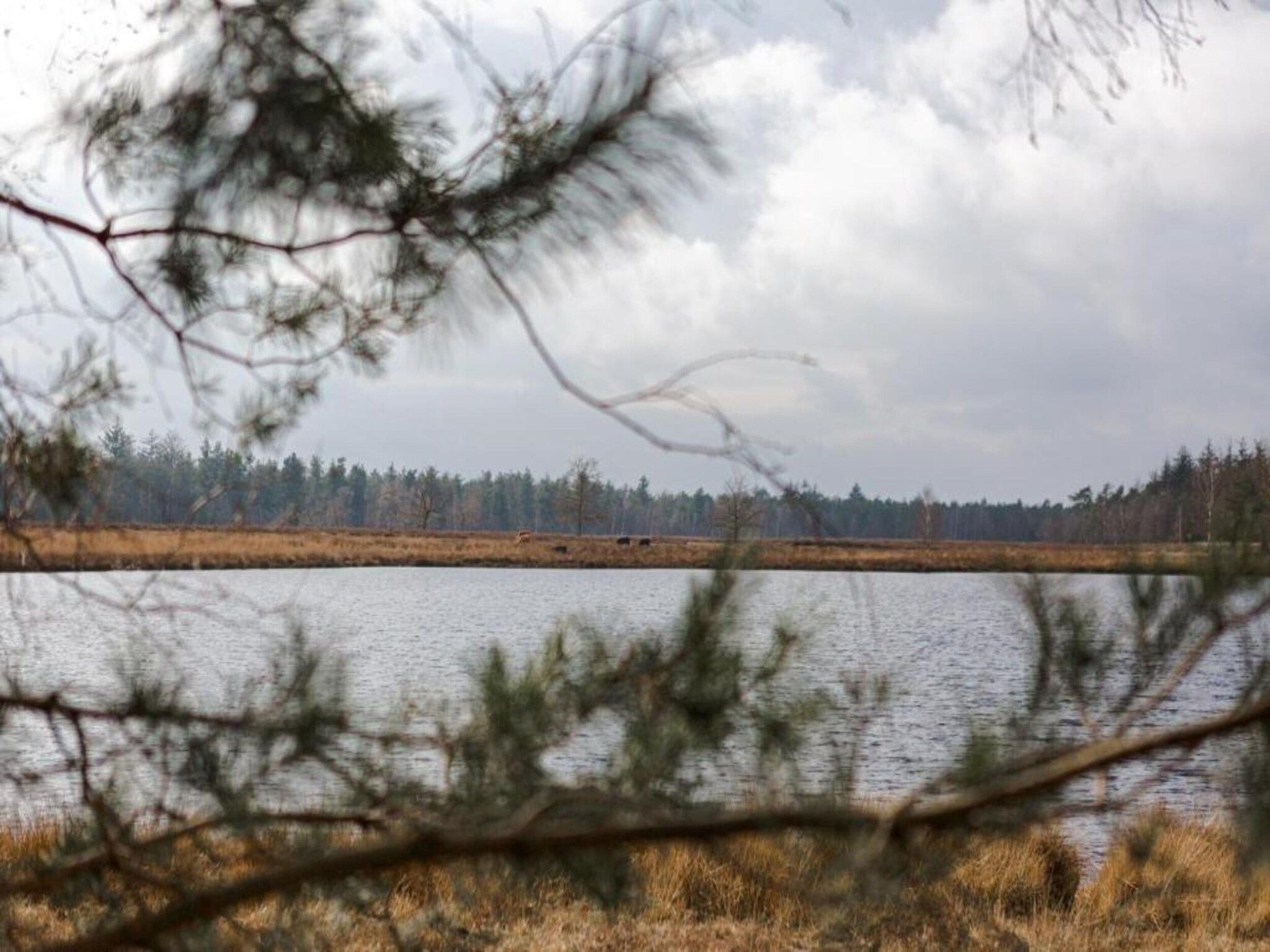 De omgeving van Bospark 't Wolfsven 17 in Mierlo