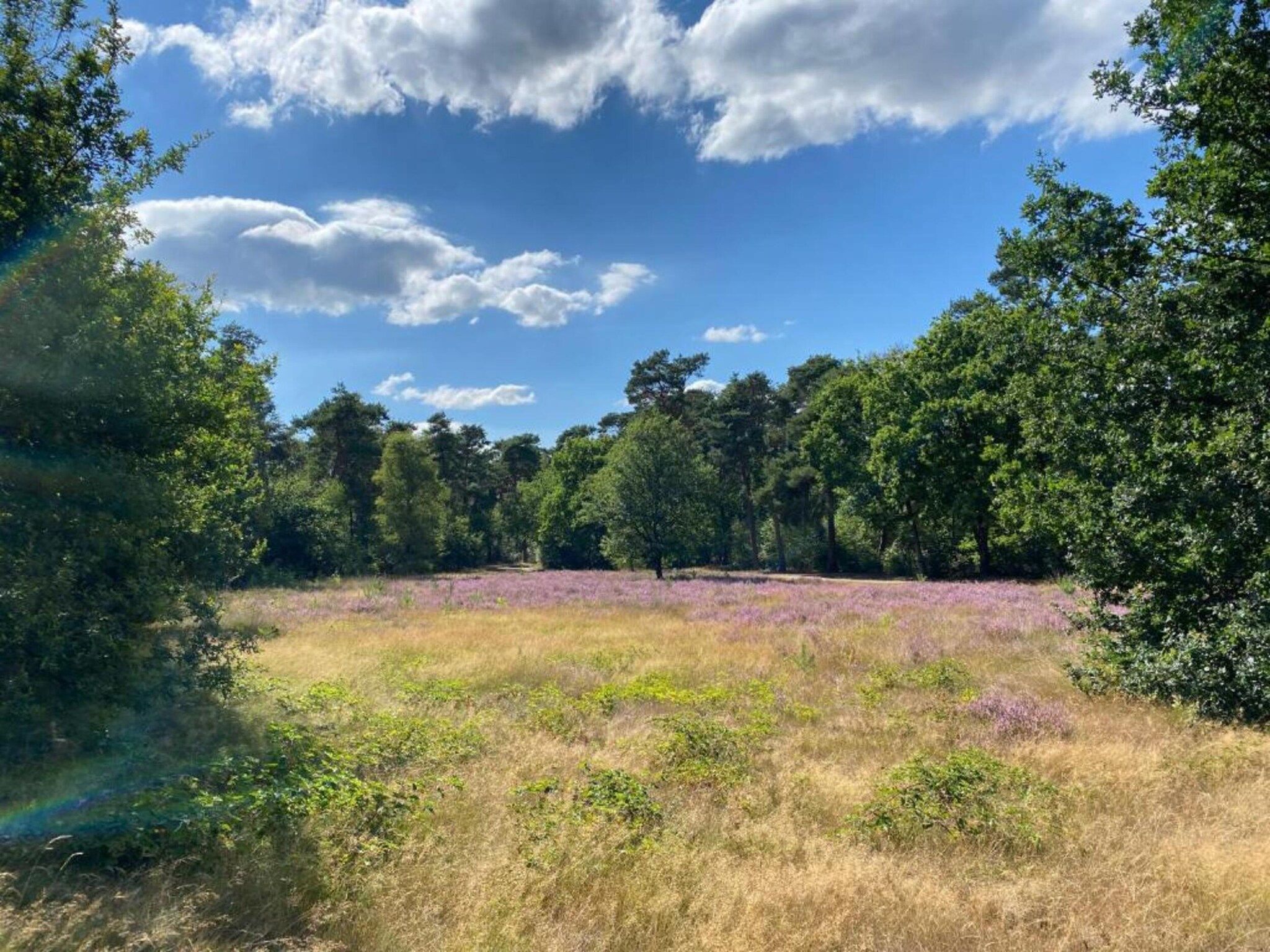 De omgeving van Vakantiepark De Heihorsten 4 in Someren
