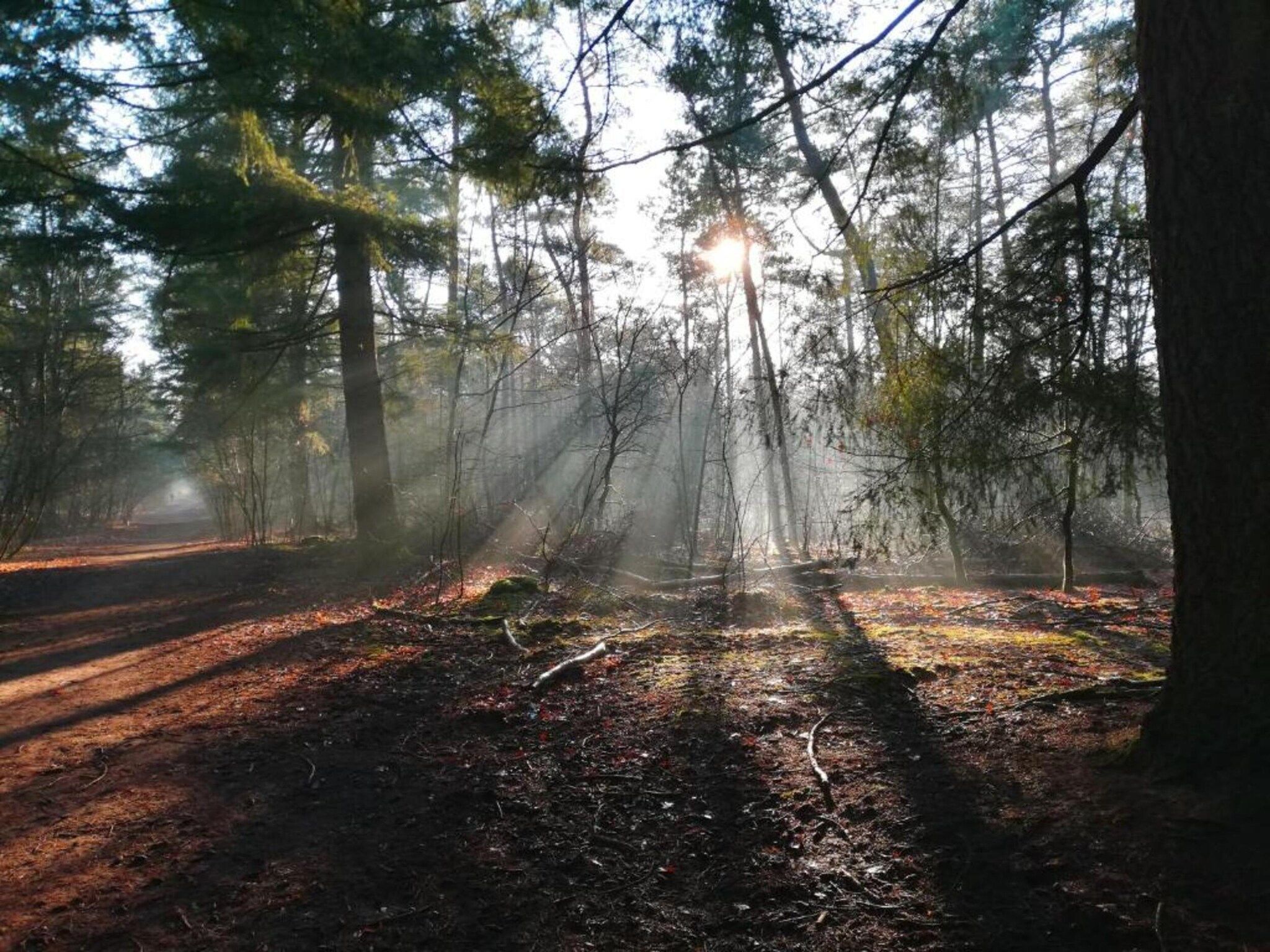 De omgeving van Vakantiepark De Heihorsten 9 in Someren