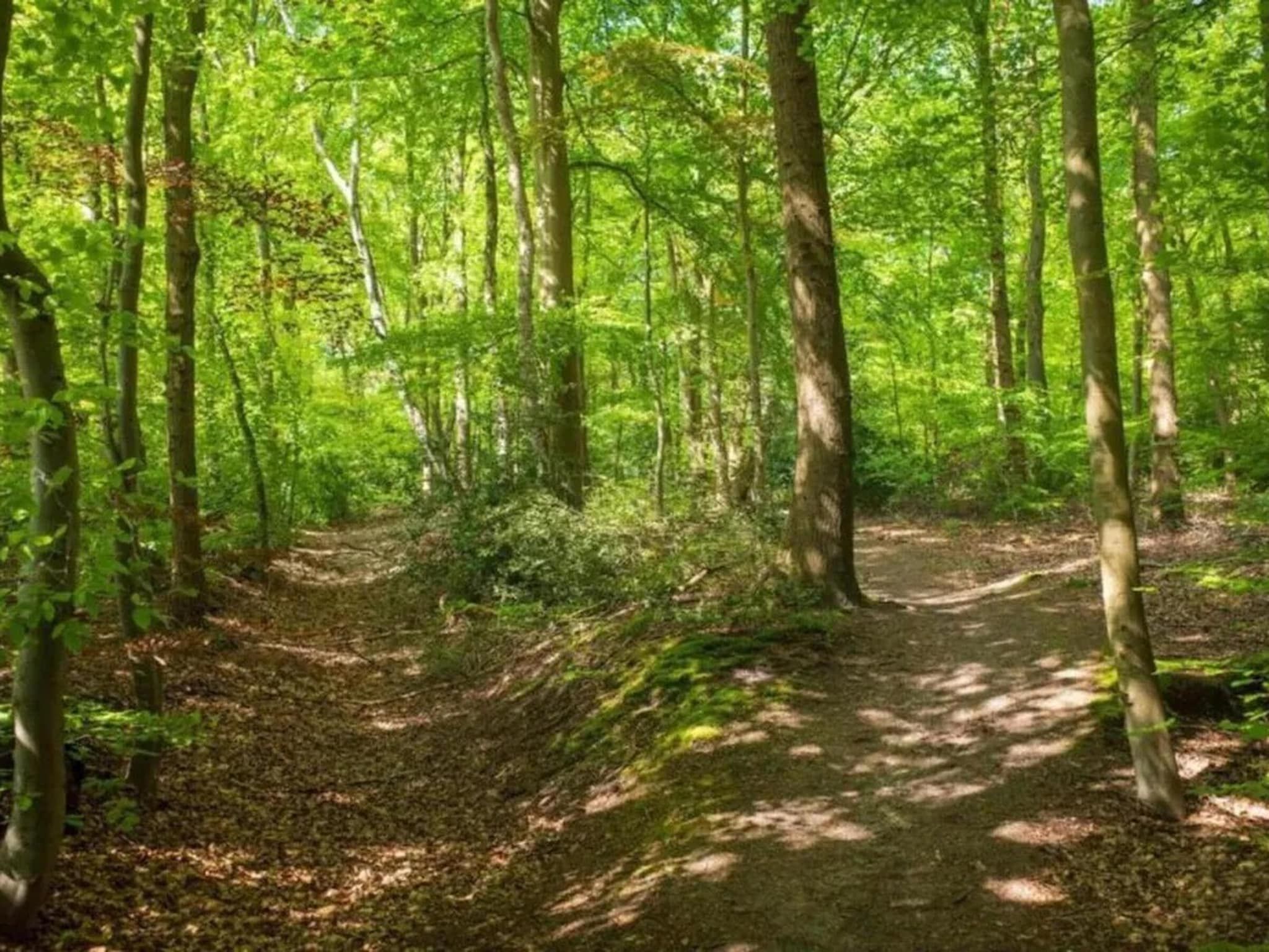 De omgeving van Hulshorsterhout in Hulshorst