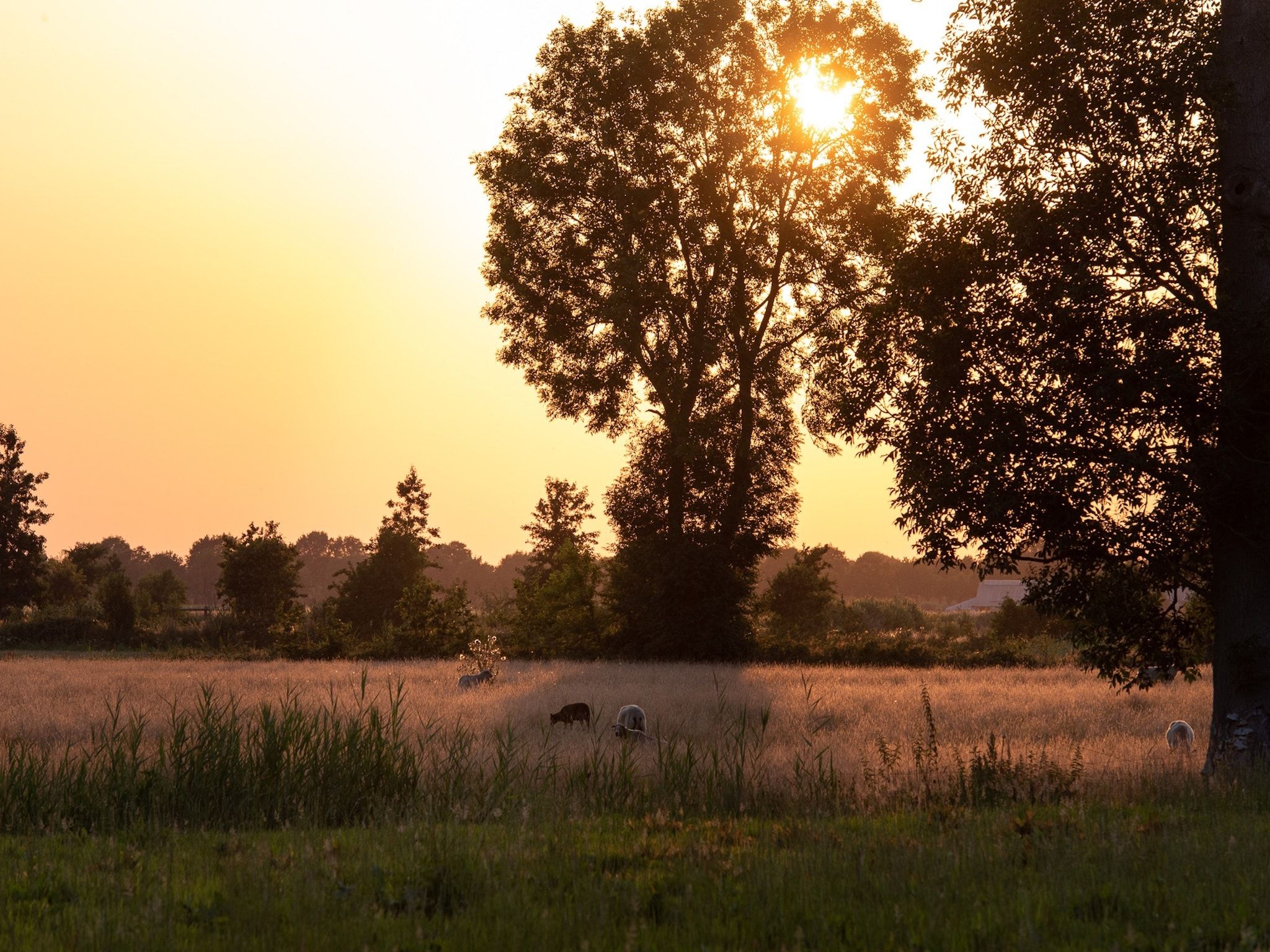 Het uitzicht vanaf Acker Lodges 1 in Ruinerwold