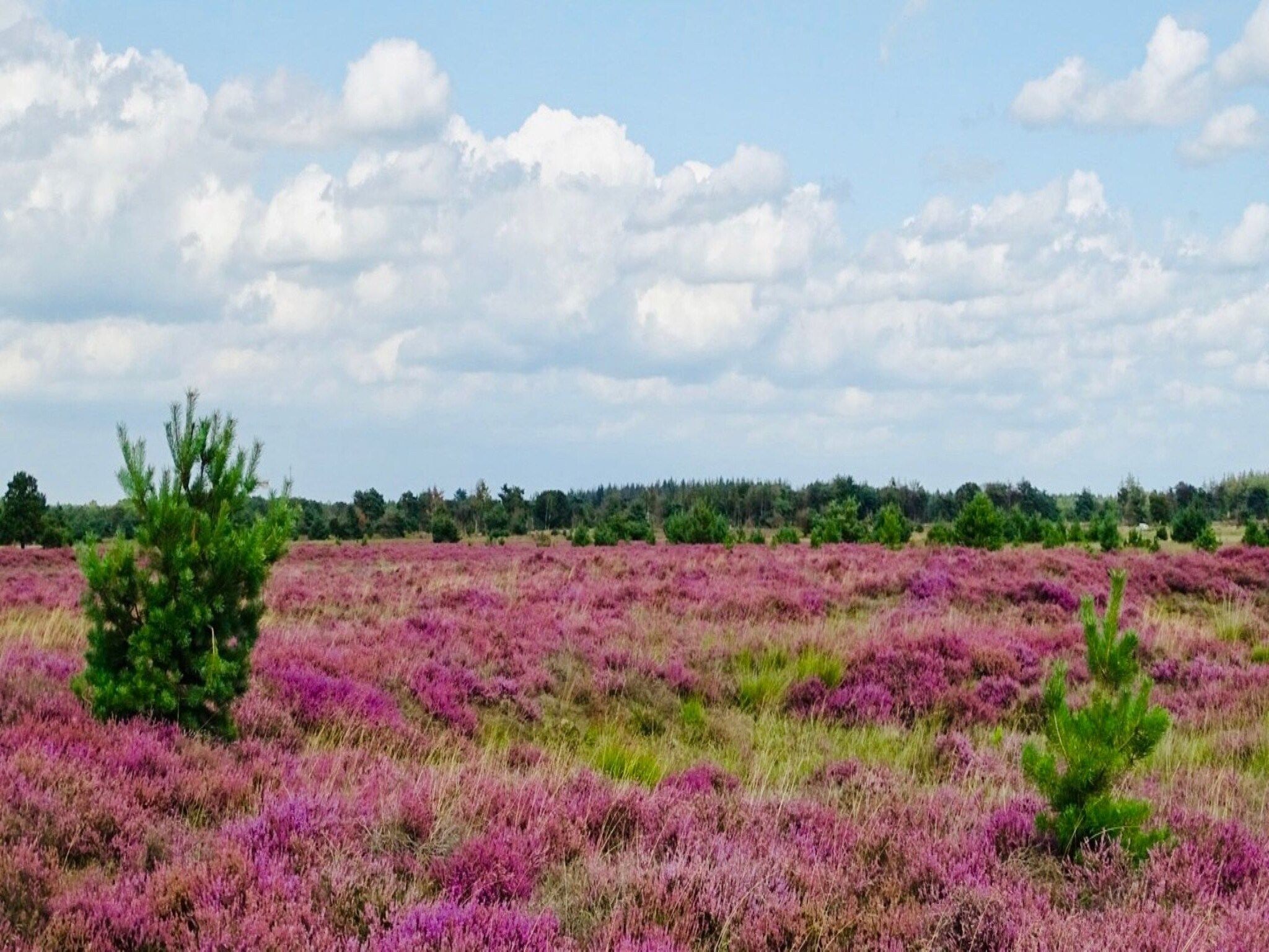 Vakantiehuisje 19 in Someren-Heide - Foto 24 van 35