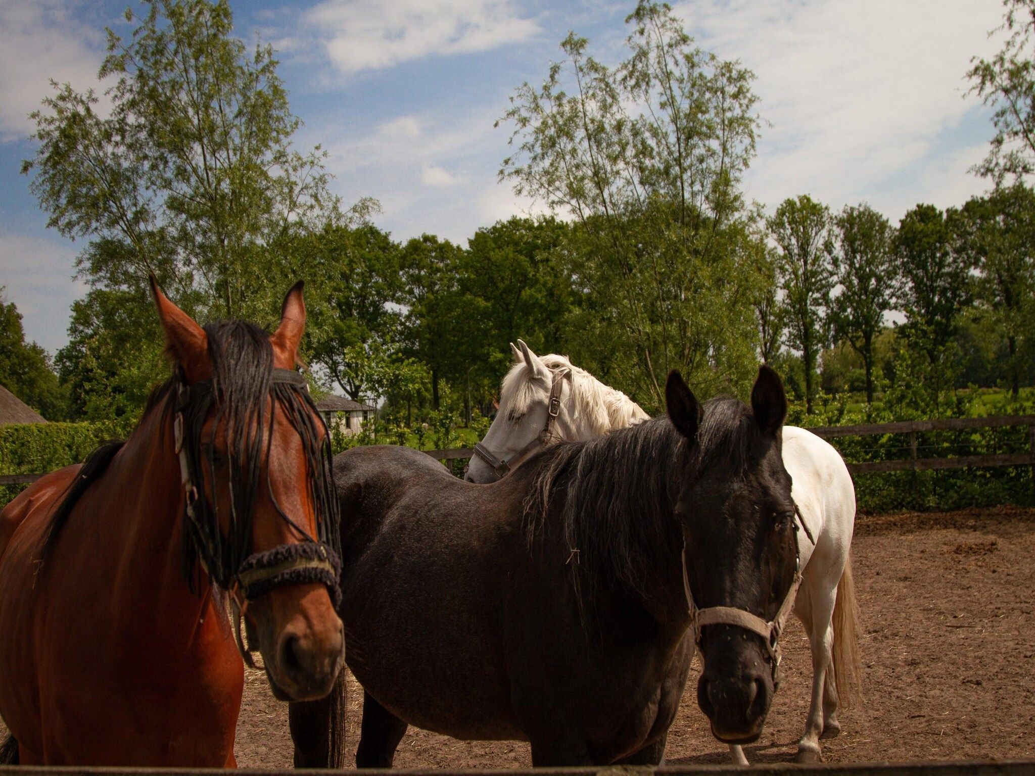 De omgeving van Vakantiehuisje 19 in Someren-Heide