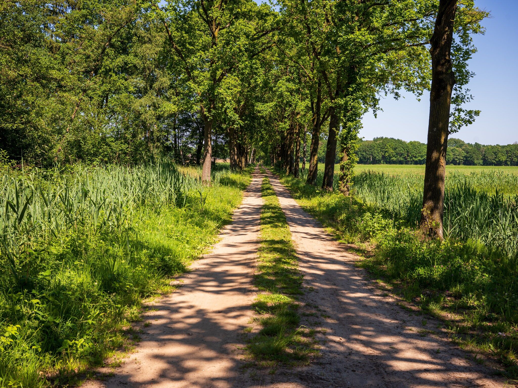 De omgeving van Vakantiehuisje 19 in Someren-Heide