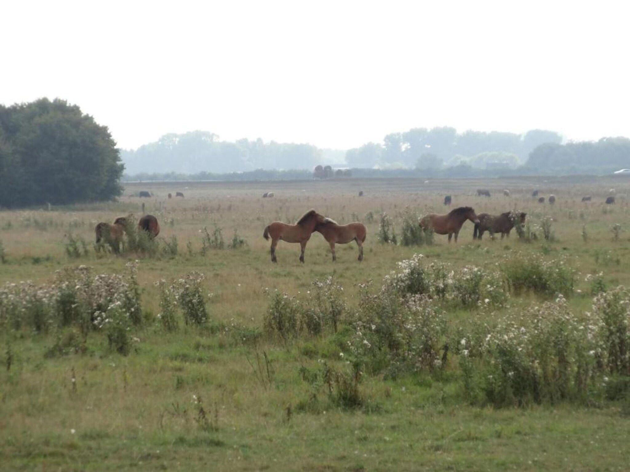 De omgeving van Vakantiepark Schaijk 10 in Schaijk