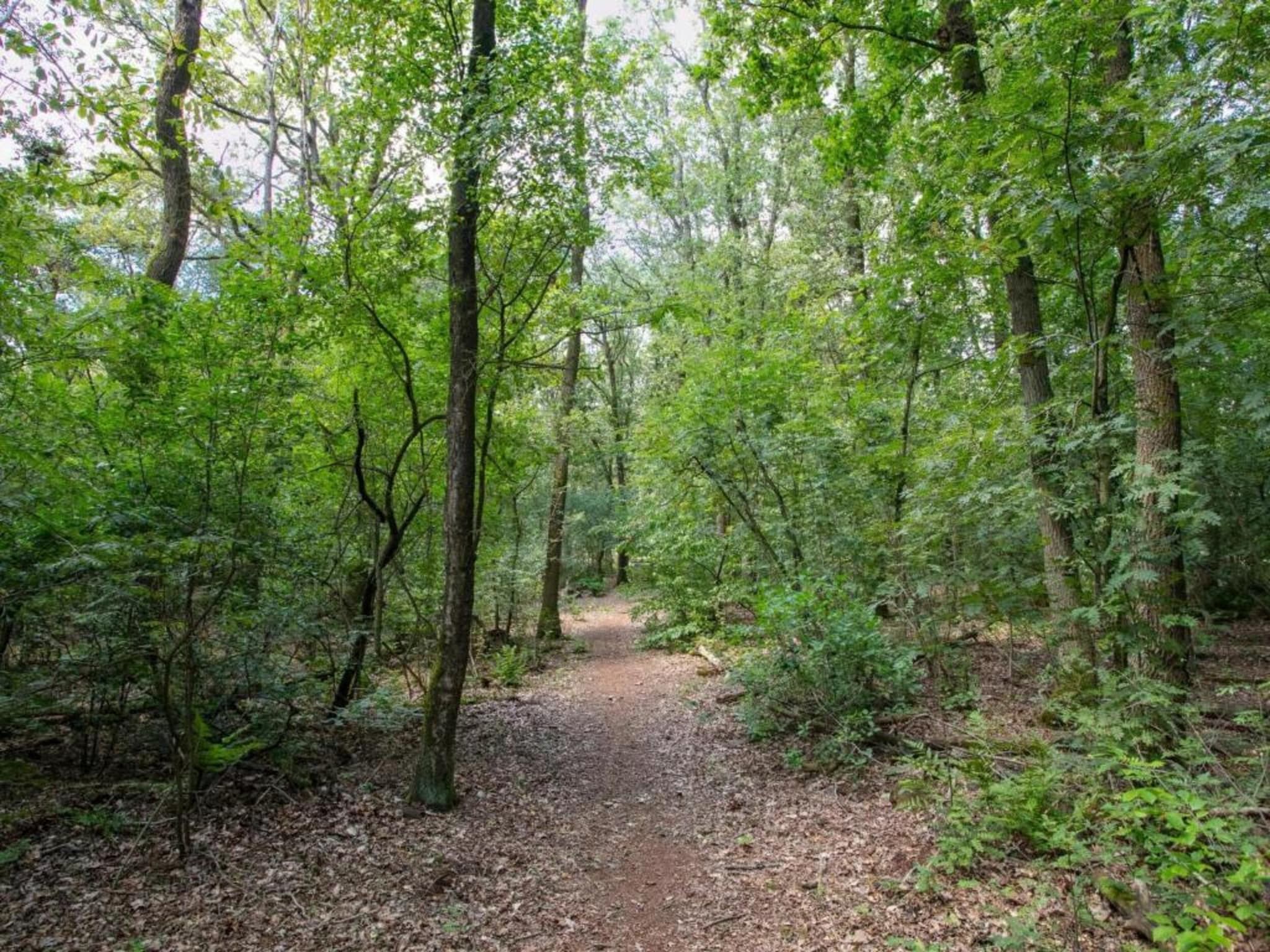 De omgeving van Vakantiepark Schaijk 10 in Schaijk