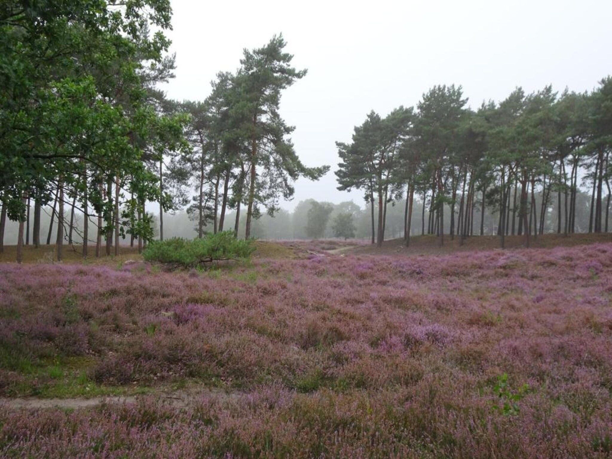 De omgeving van Vakantiepark Schaijk 11 in Schaijk