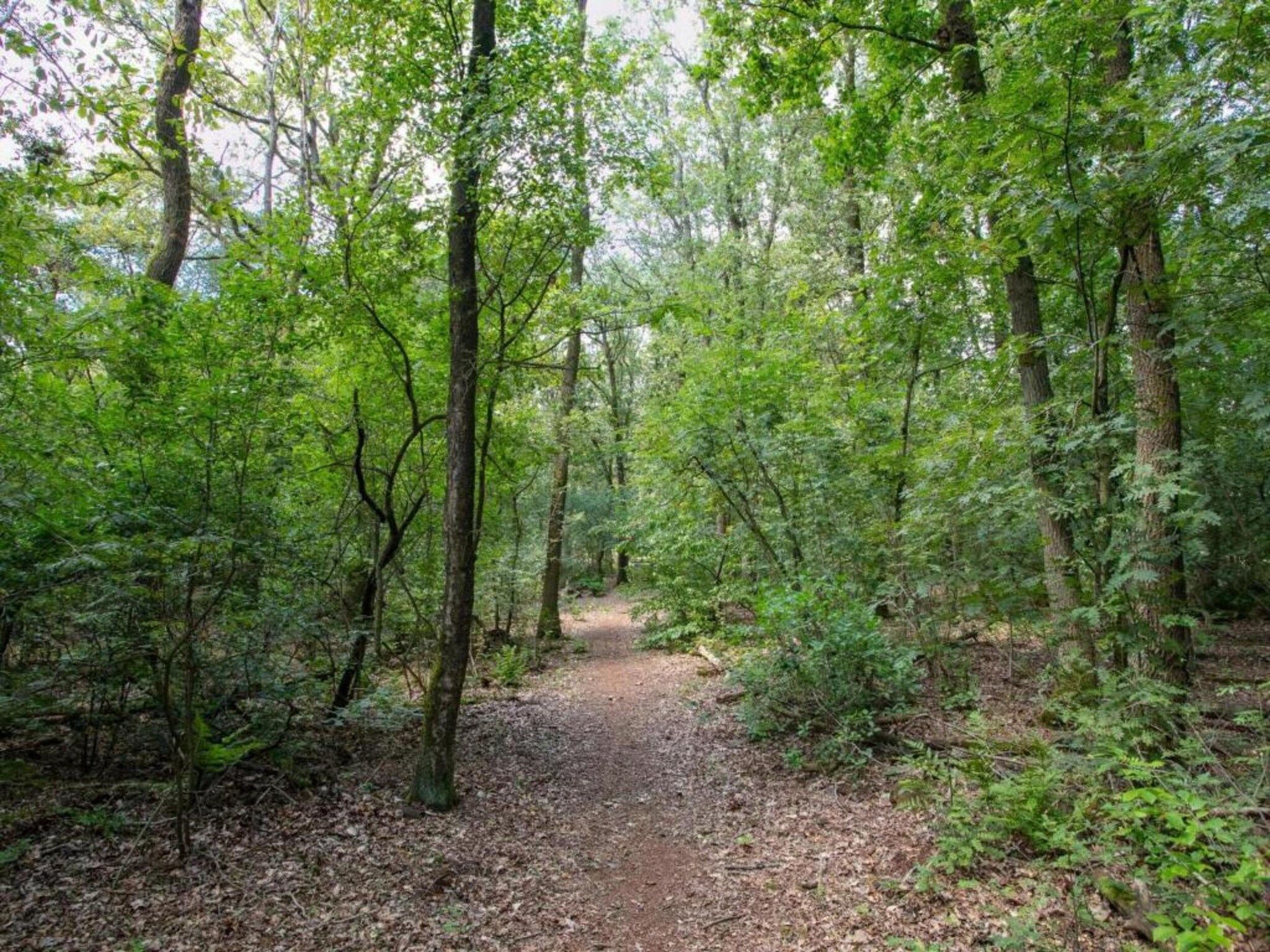 De omgeving van Vakantiepark Schaijk 12 in Schaijk