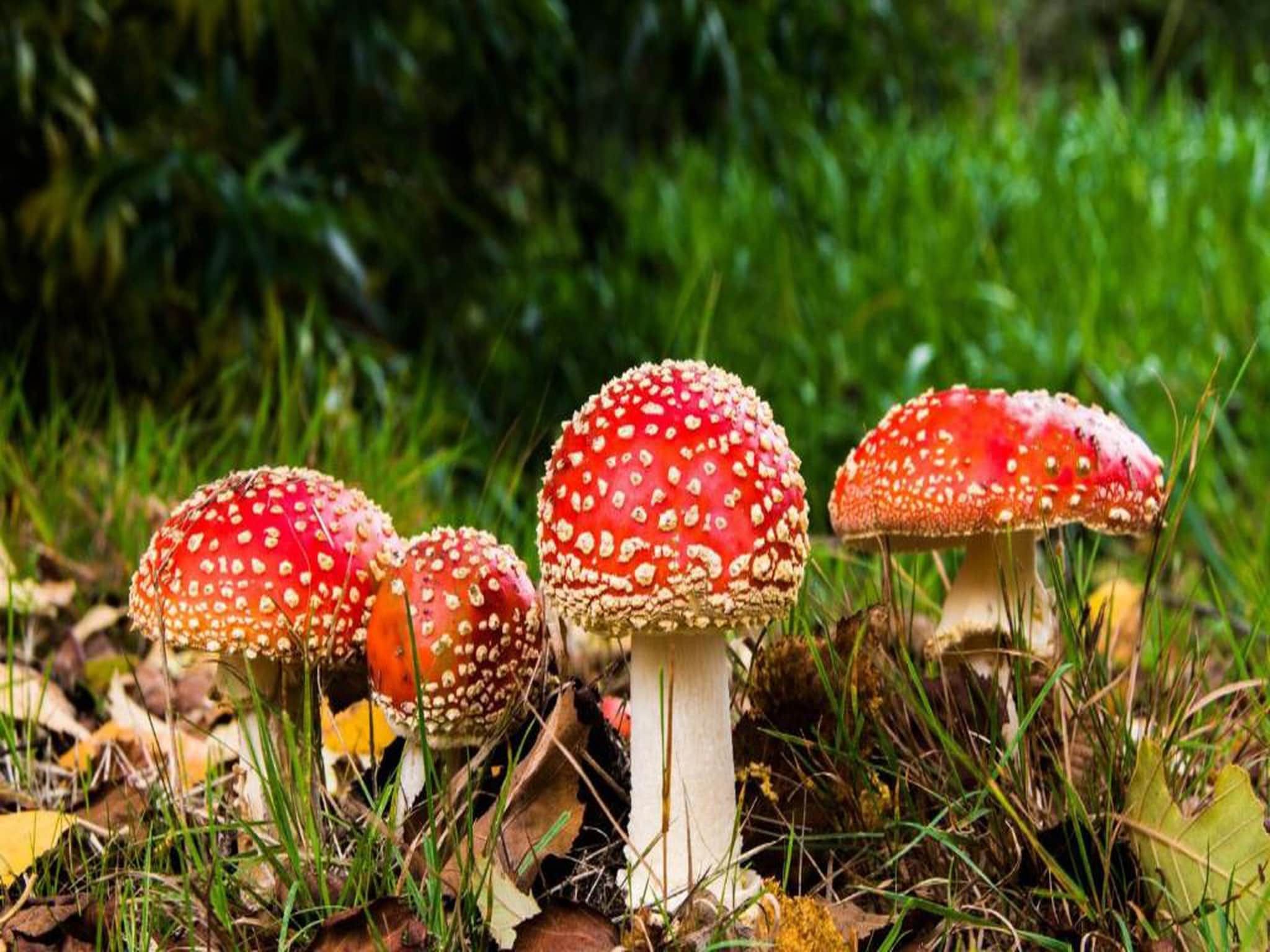 Bospark de Schaapskooi 10 in Wissel/Epe - Foto 34 van 40