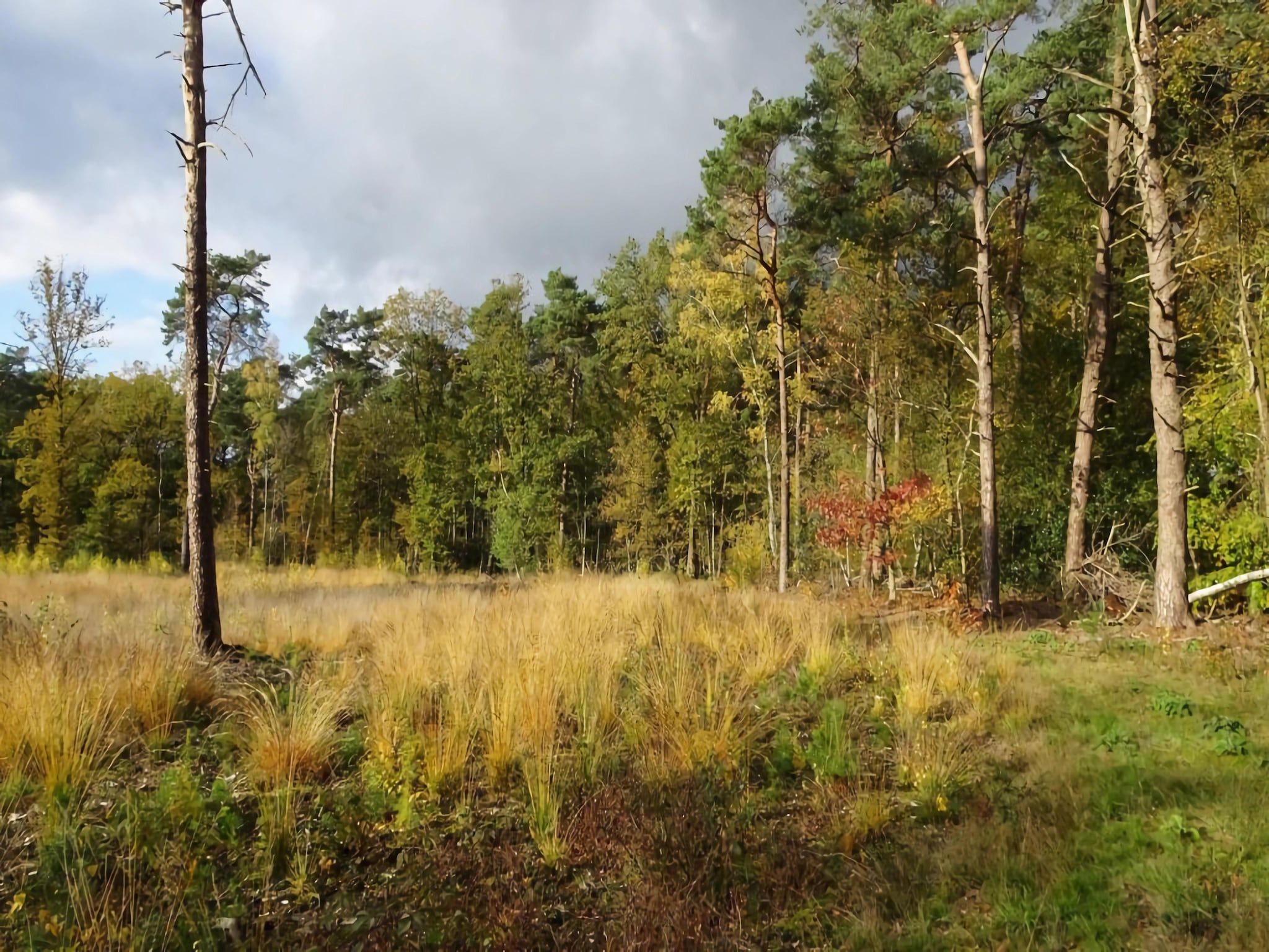 Bos suite in Zelhem - Foto 37 van 38