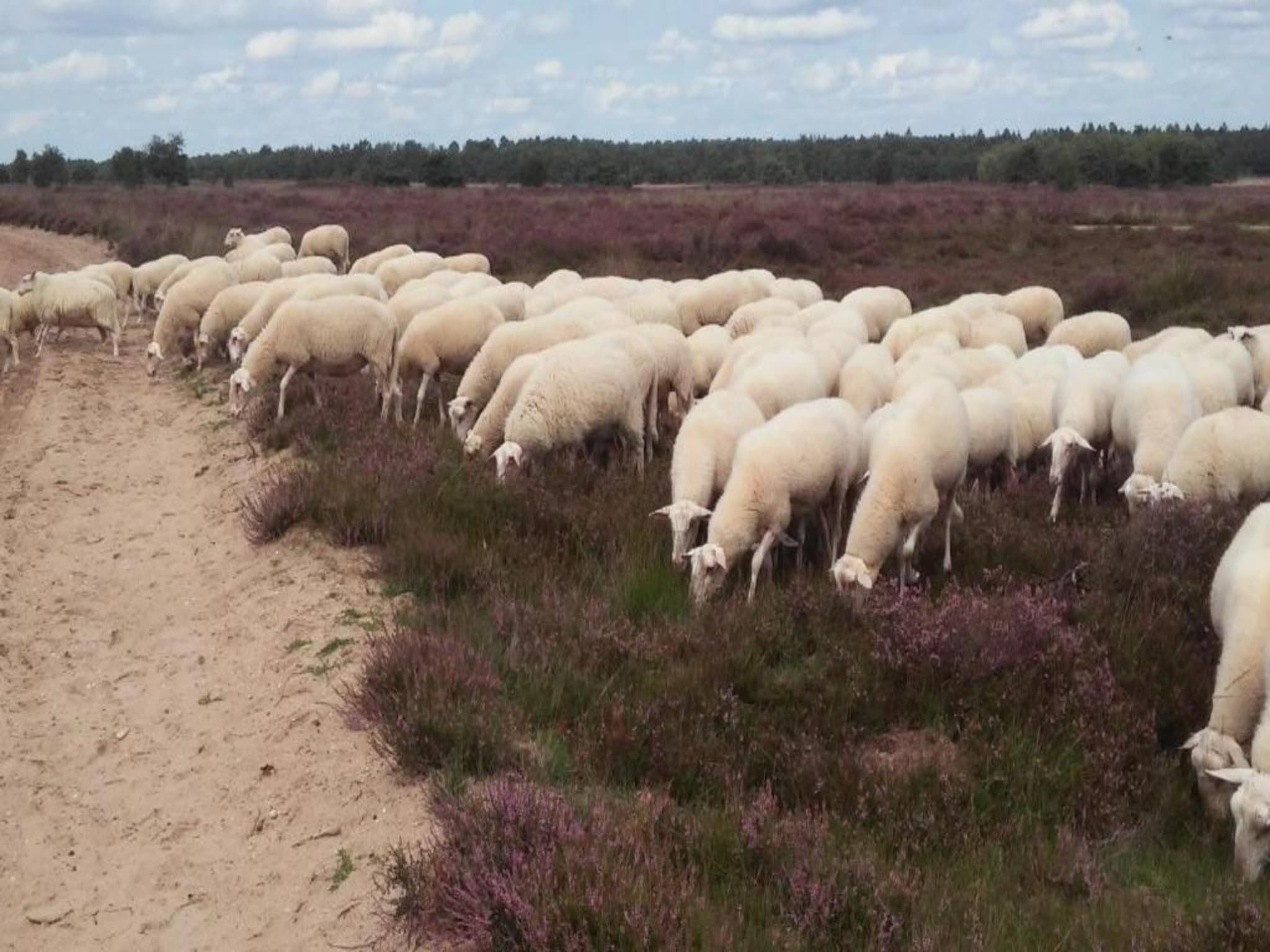 Landgoed De IJsvogel 12 in Voorthuizen - Foto 32 van 41