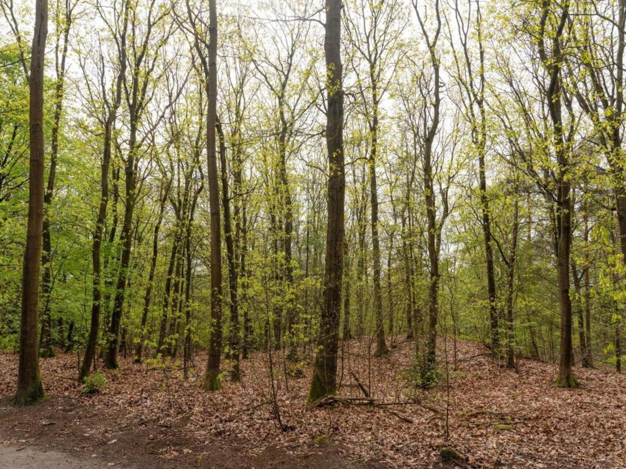 Landgoed De IJsvogel 12 in Voorthuizen - Foto 27 van 41