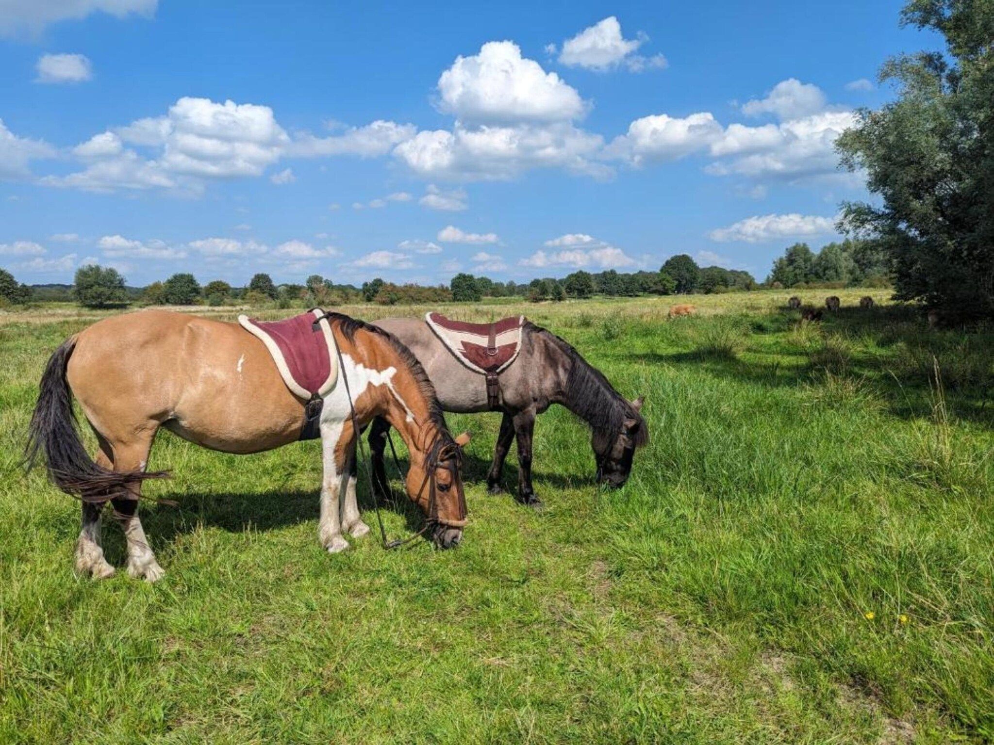 Vakantie bij Meeussen - Molendal 4 in Plasmolen - Foto 29 van 41