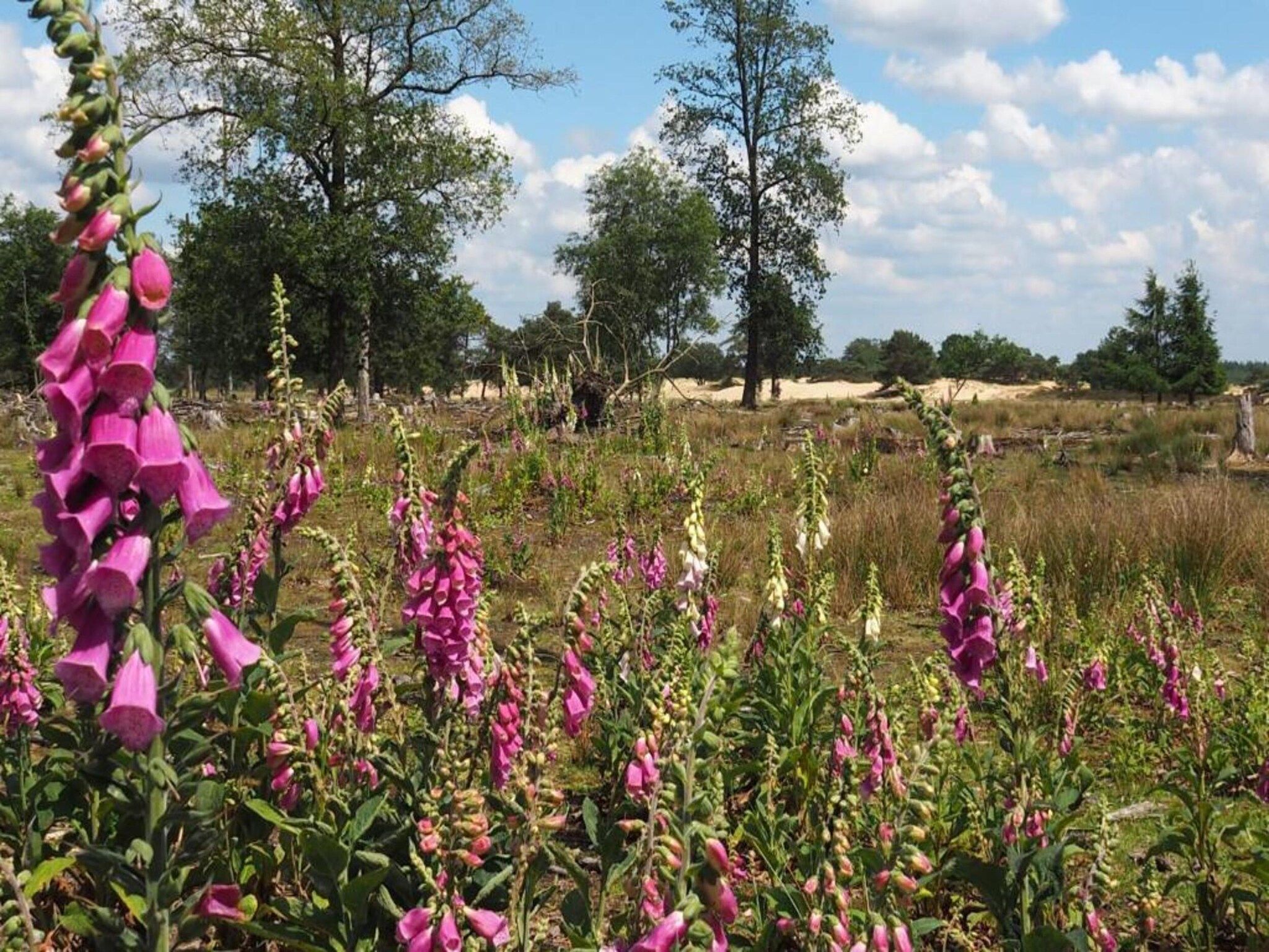Sfeerbeeld van Resort Drentse Weelde 1 in Hoogersmilde