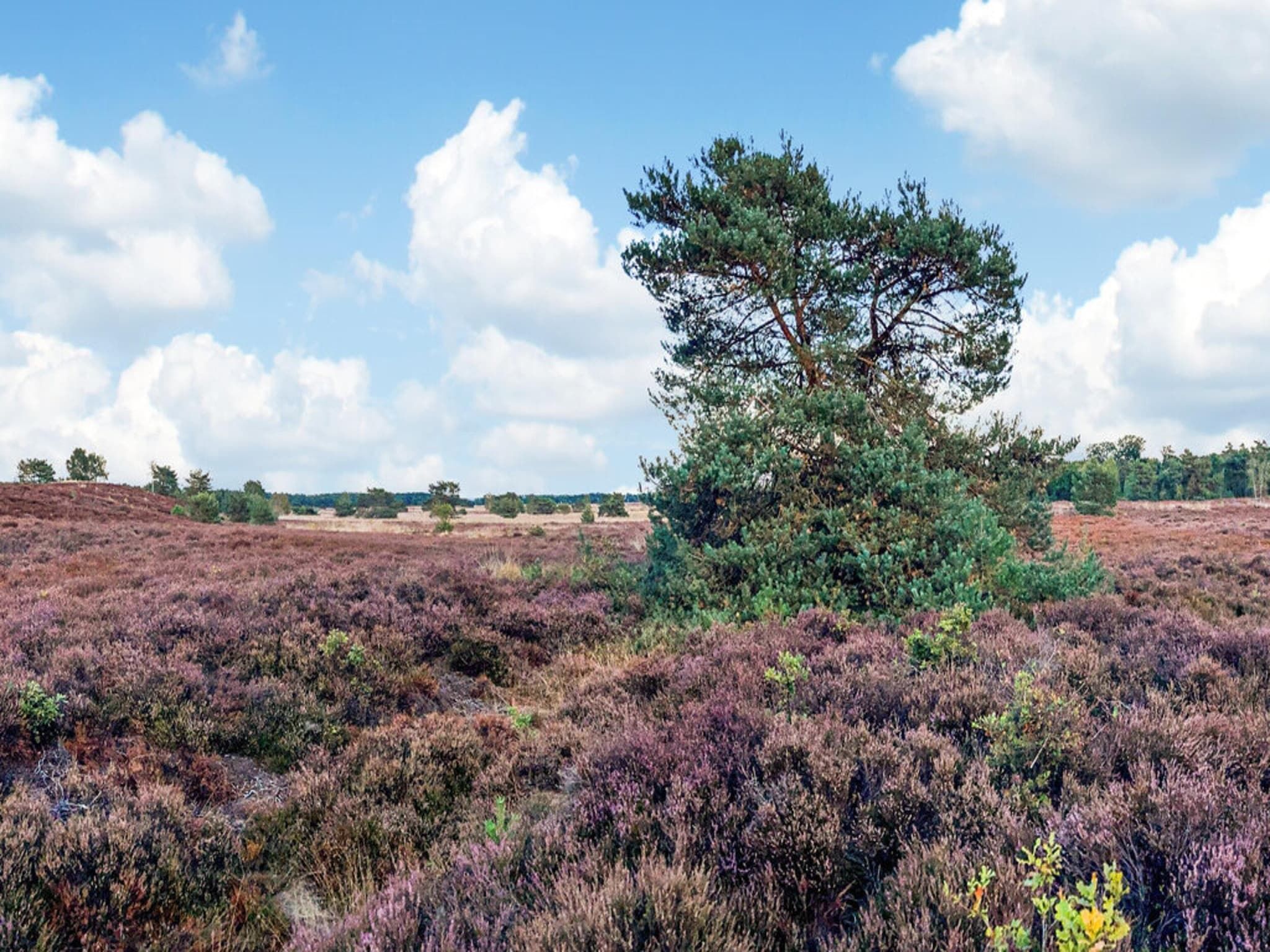 Dwergarend 17-19 in Voorthuizen - Foto 34 van 39