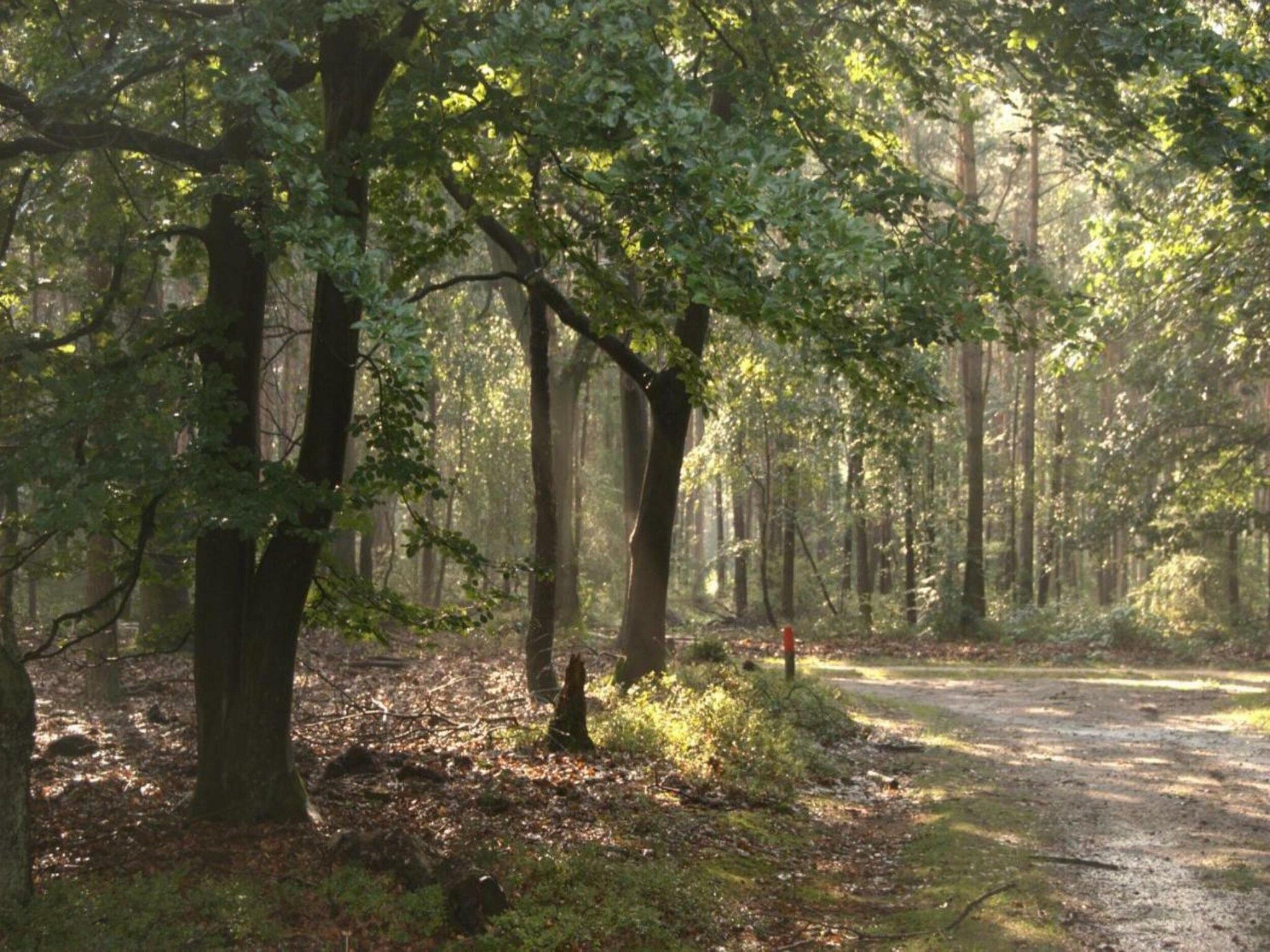 Dwergarend 17-22 in Voorthuizen - Foto 35 van 39