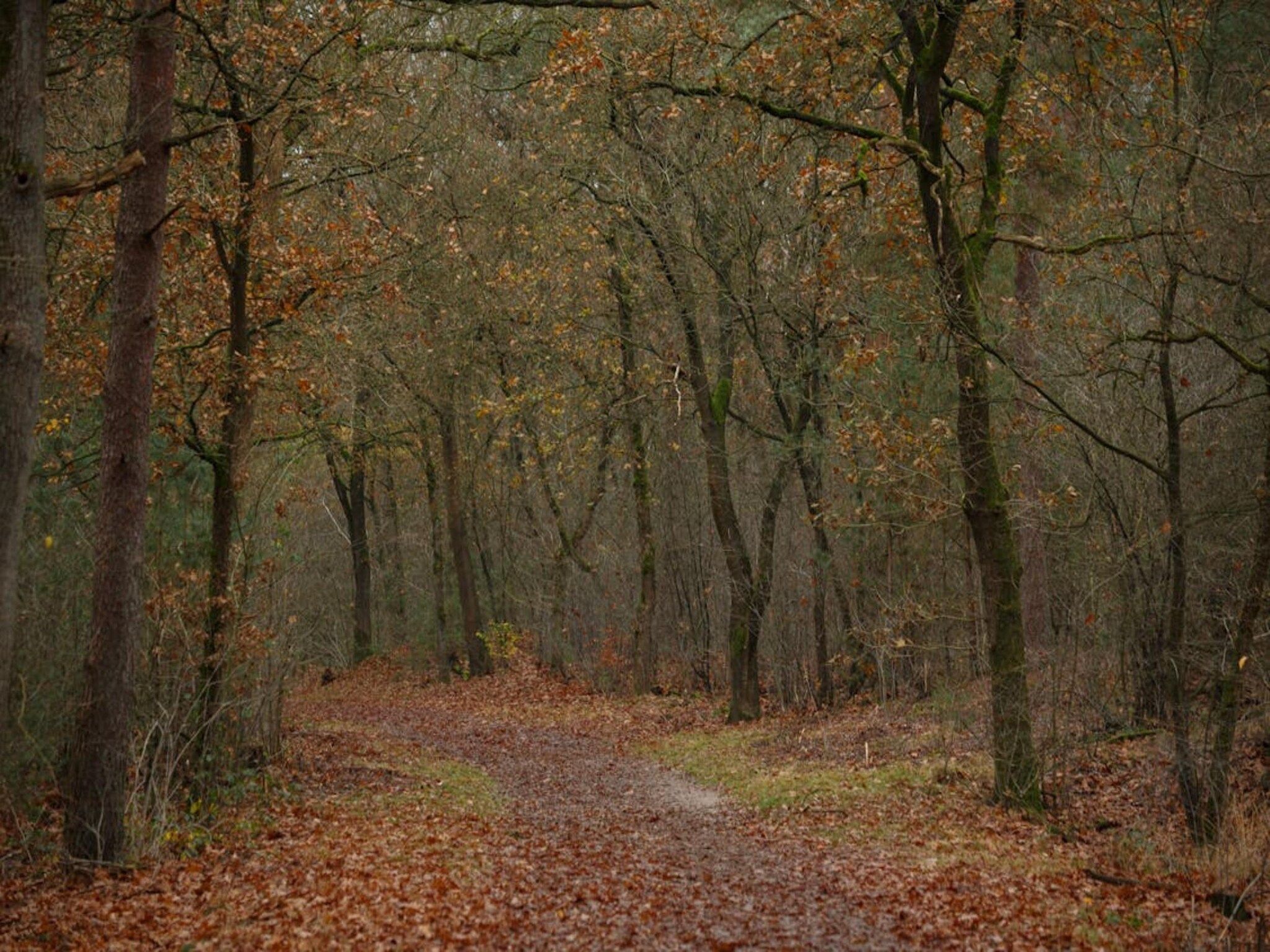Dwergarend 17-22 in Voorthuizen - Foto 38 van 39