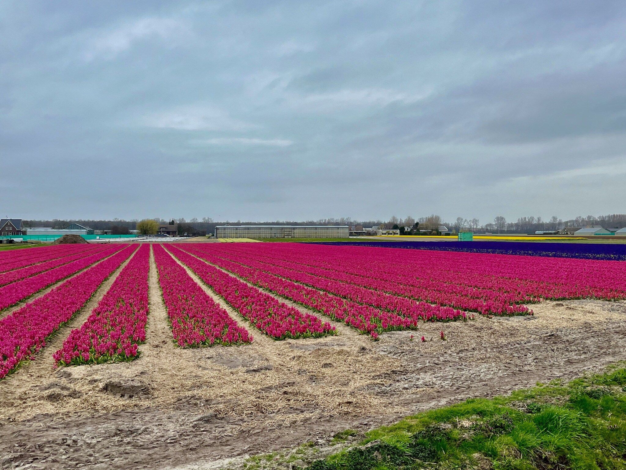 De omgeving van Familiehuis in Noordwijkerhout in Noordwijkerhout