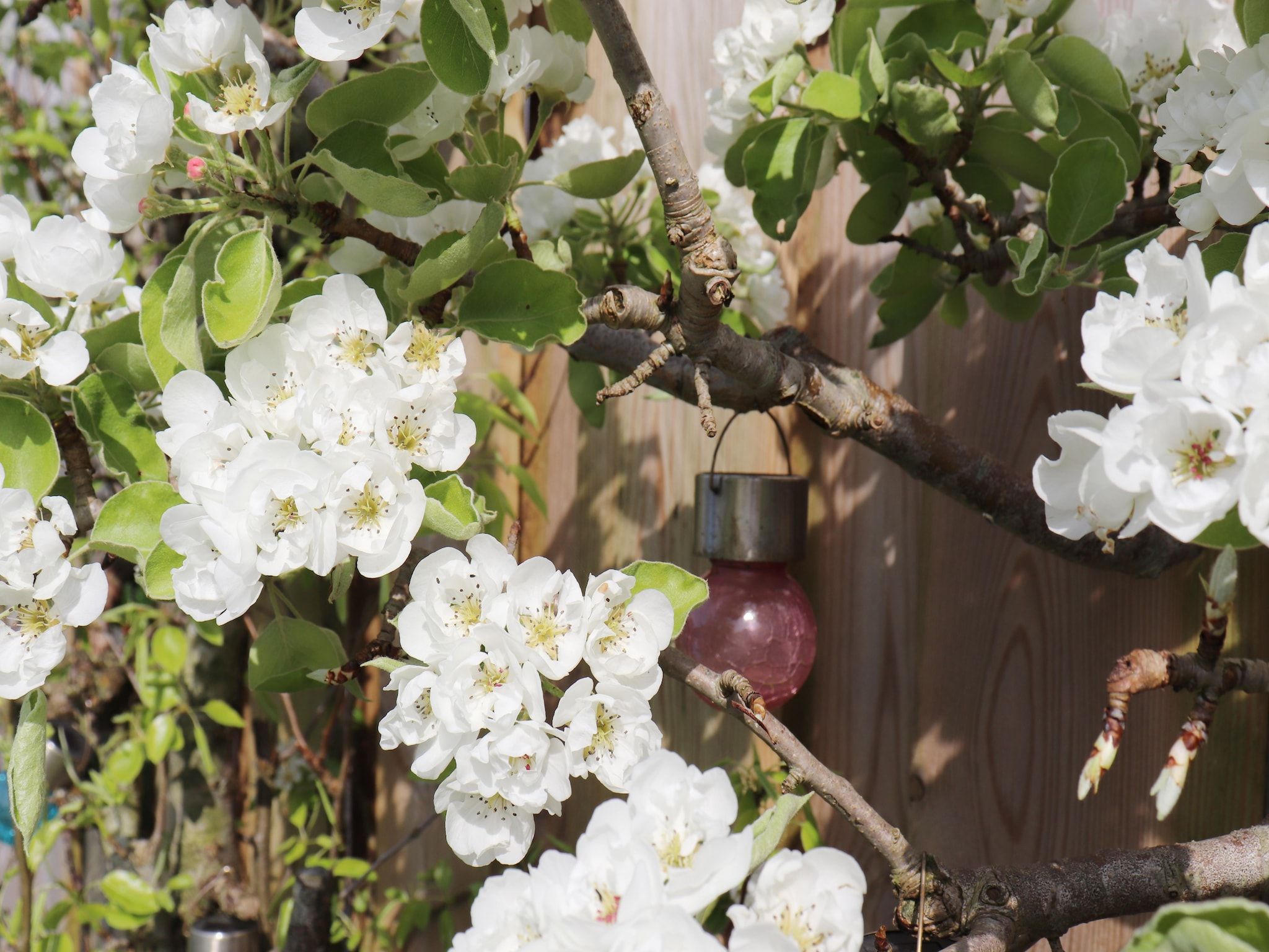 De tuin van Vakantiehuis in zonnig Grou in Gou