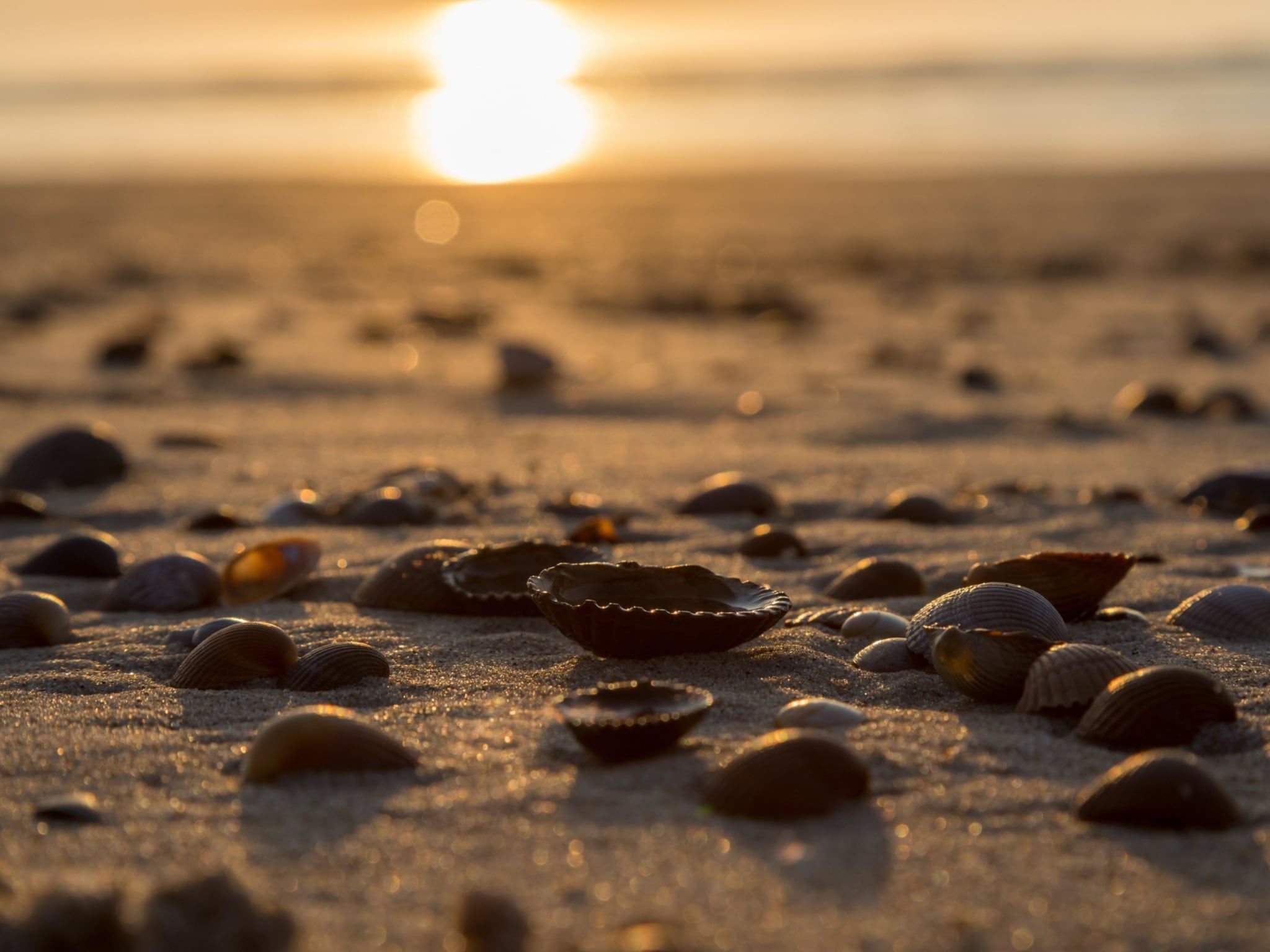 Sfeerbeeld van Strand Dishoek 345/346 in Dishoek