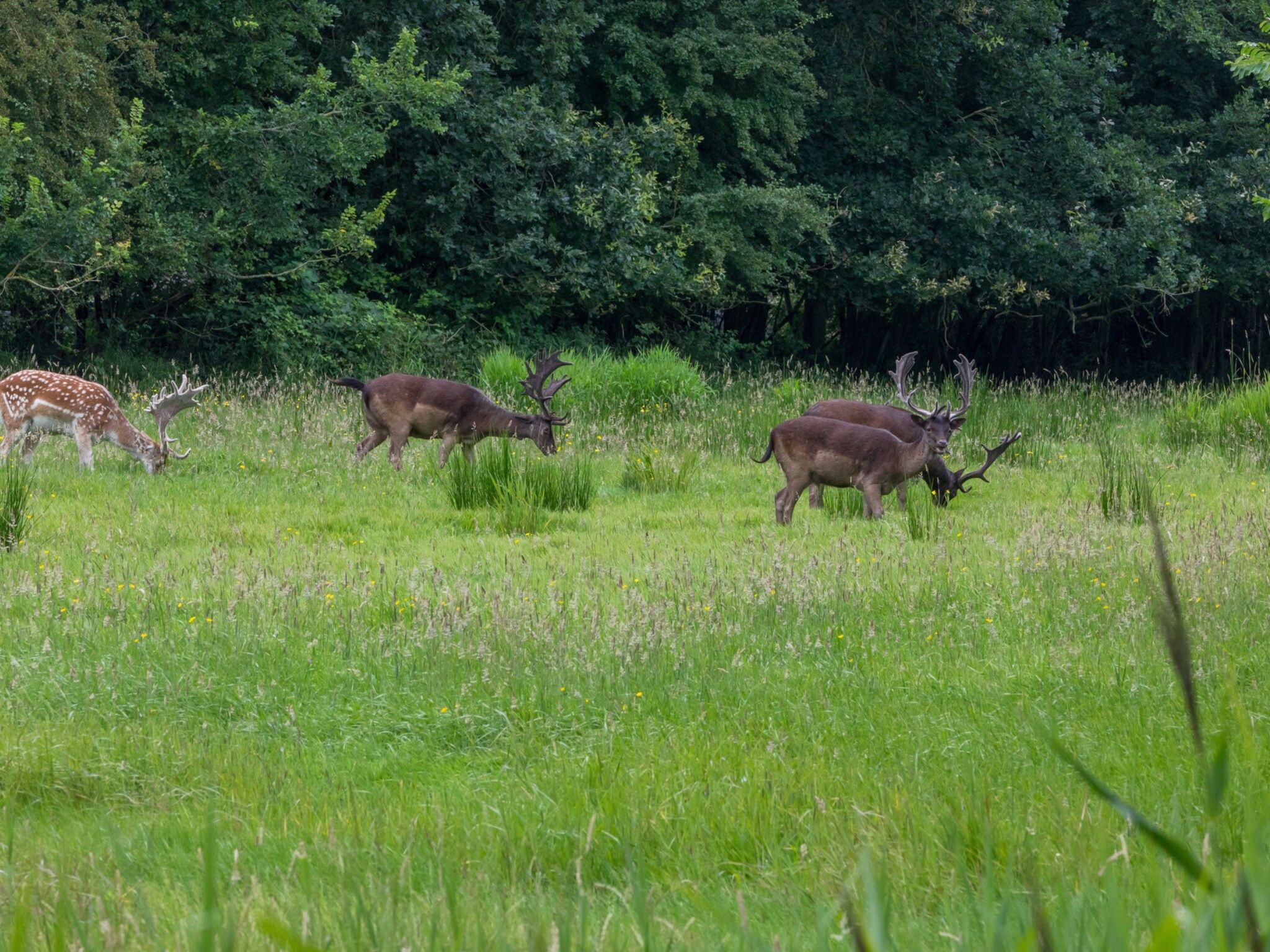 De omgeving van Vakantiehuis - Oosterpark 77 - Oostkapelle in Oostkapelle