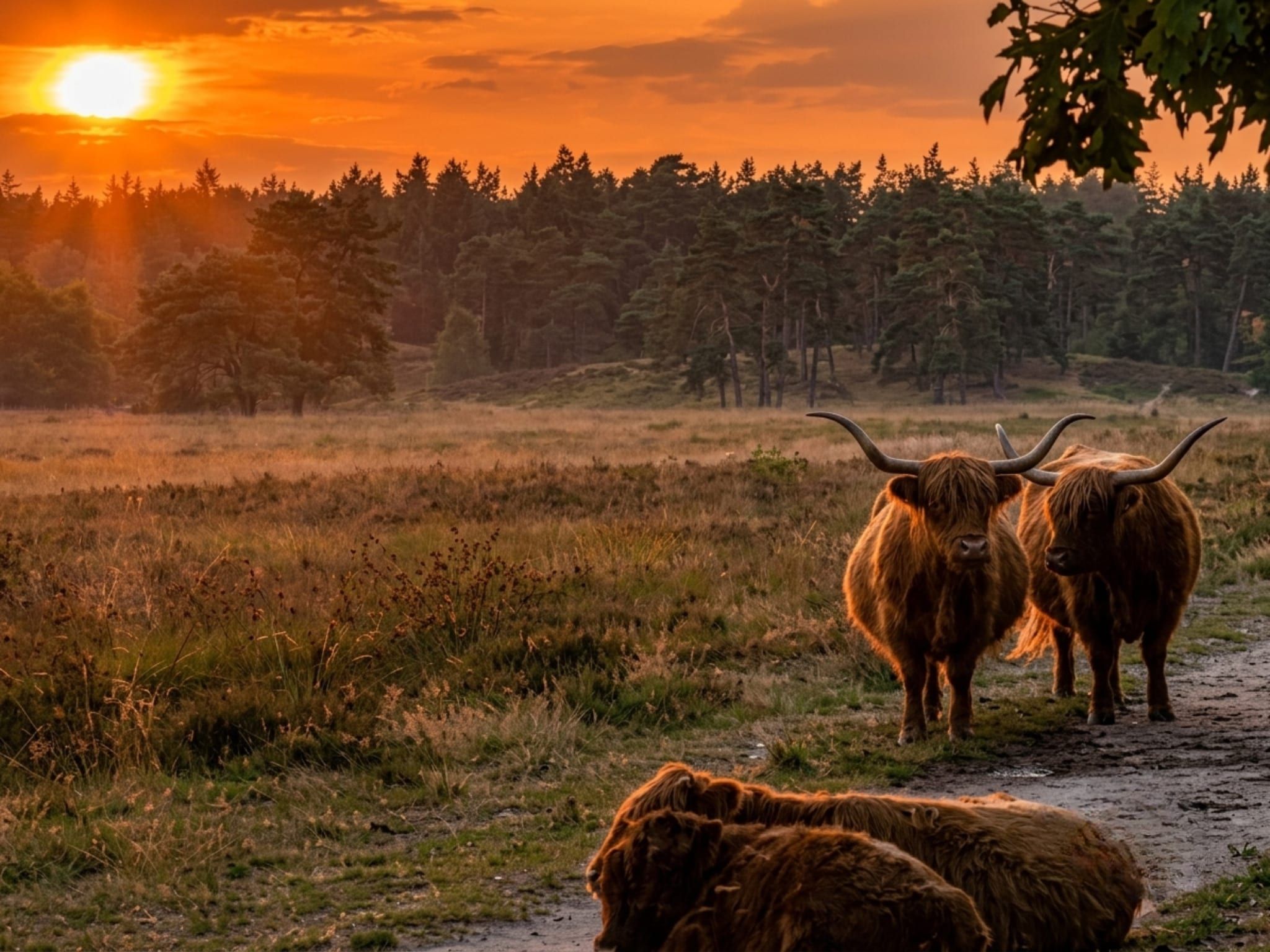 De omgeving van Lodge David in Hattemerbroek