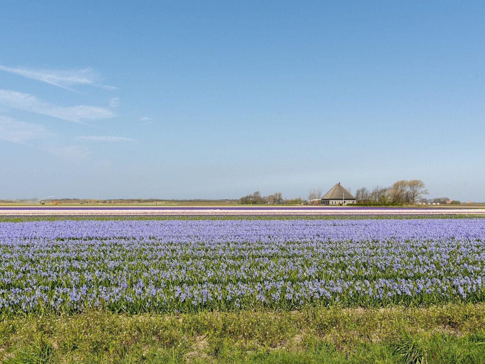 De omgeving van Ooghduyne 148 in Julianadorp aan Zee