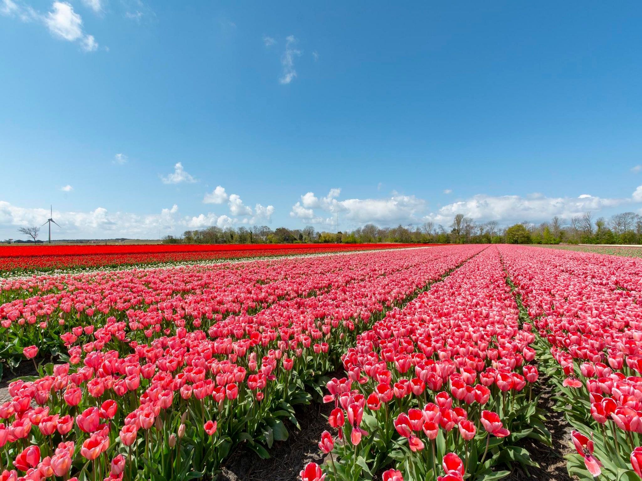 De omgeving van Wildrijk 152 in Sint Maartenszee