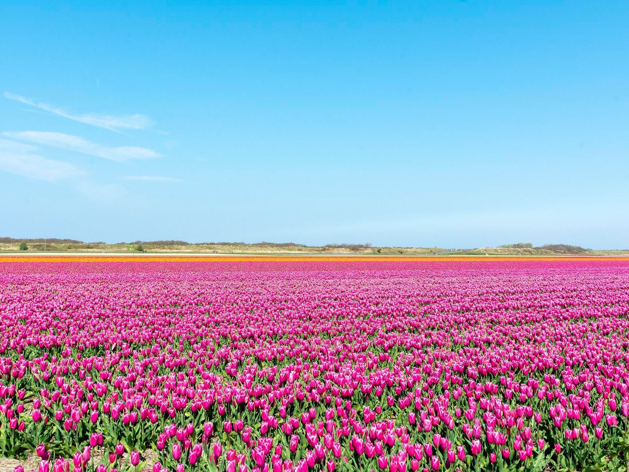 Klaproos in Groote Keeten - Foto 7 van 22