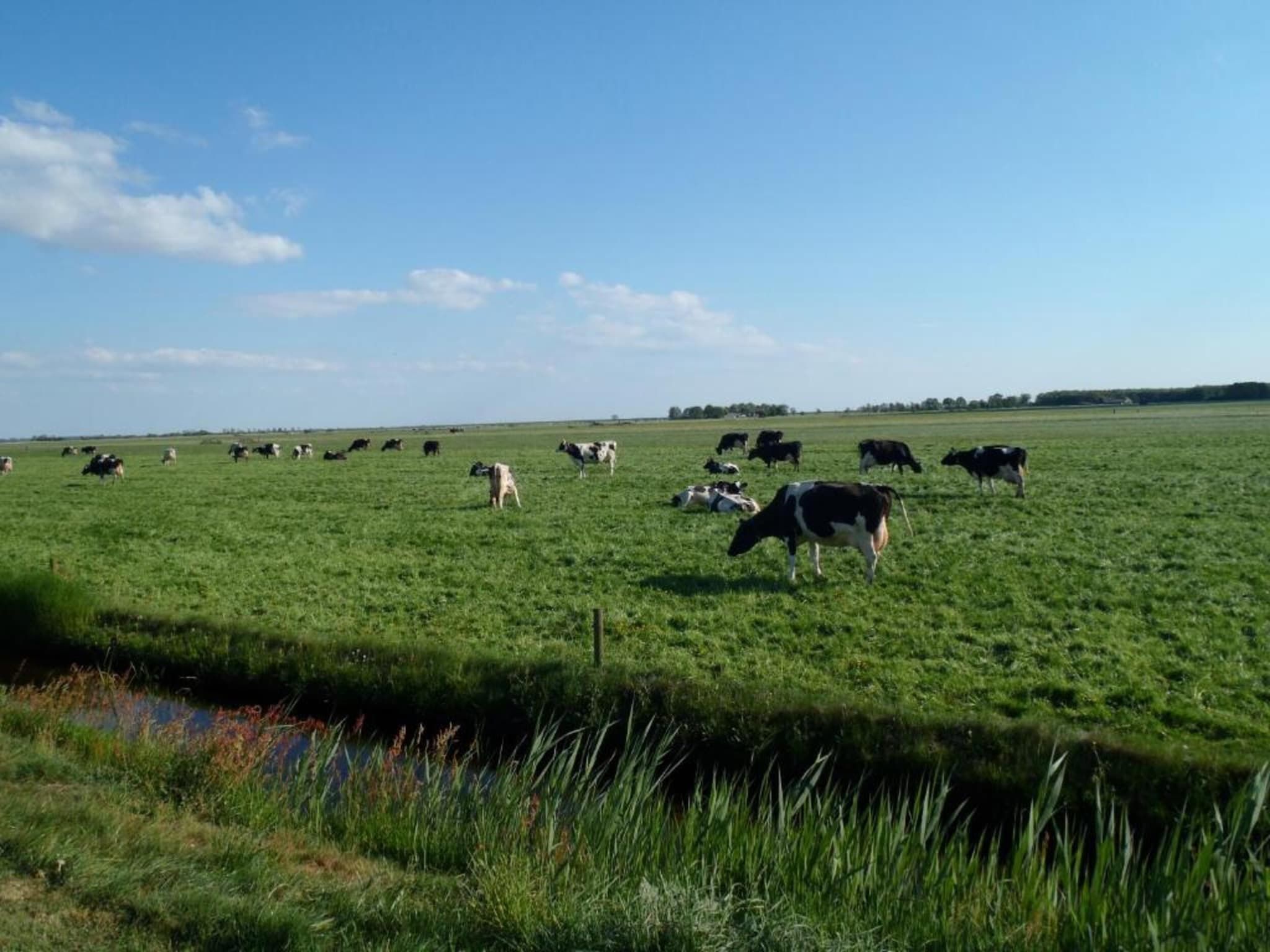 De omgeving van 4-persoons bungalow Sondel 16 in Sondel