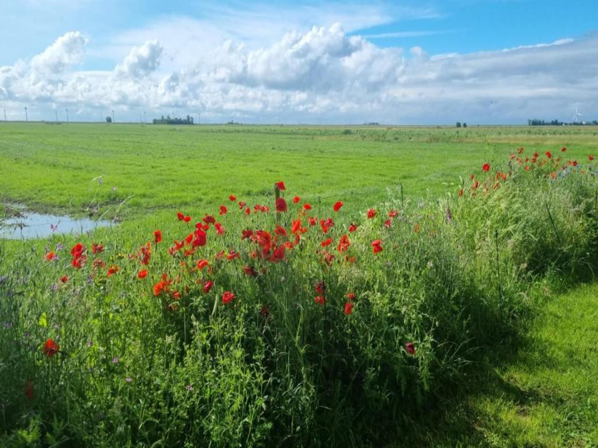 De omgeving van 4-persoons bungalow Sondel 16 in Sondel