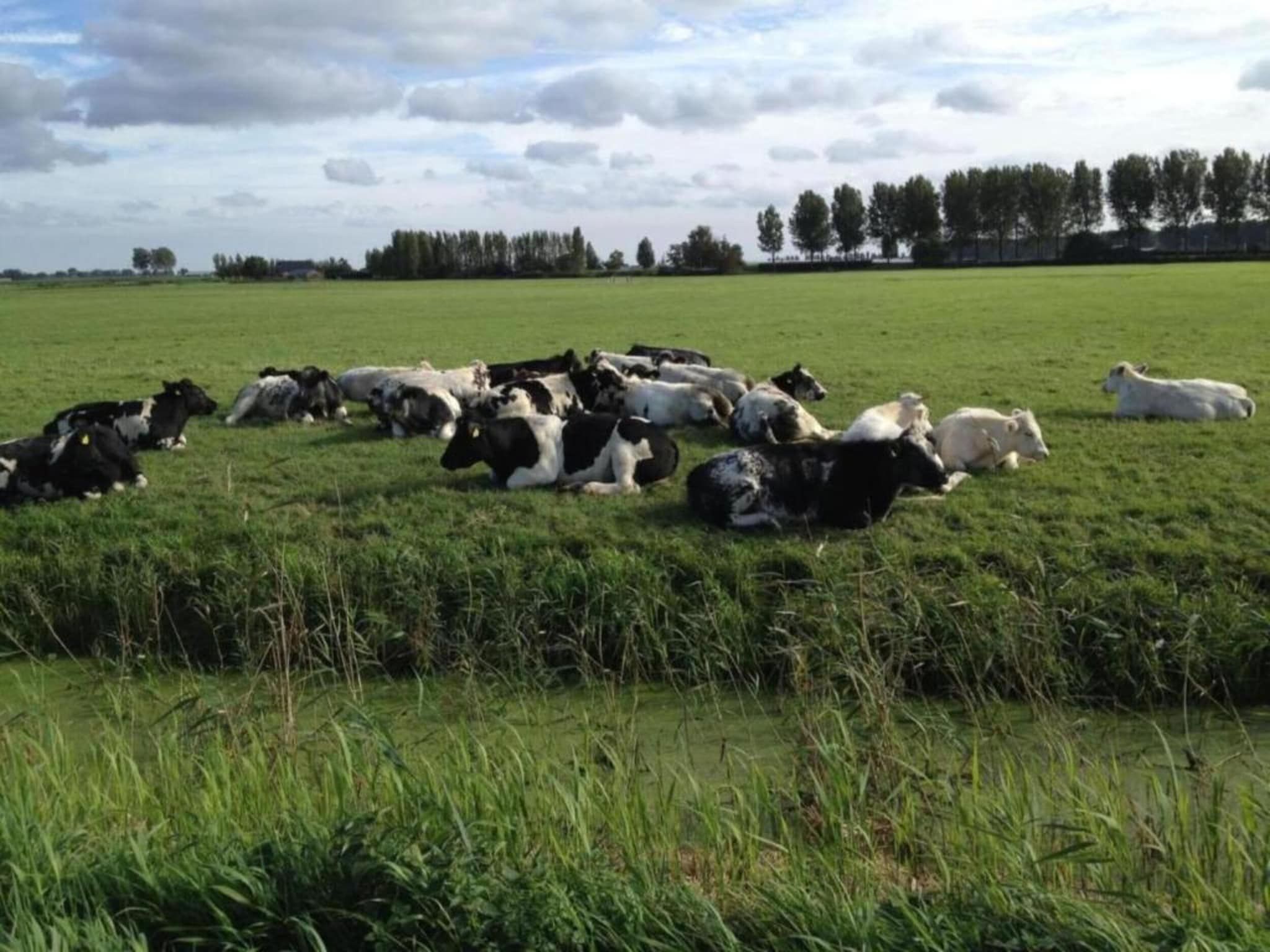 Standaard 308 in Simonshaven - Foto 34 van 39