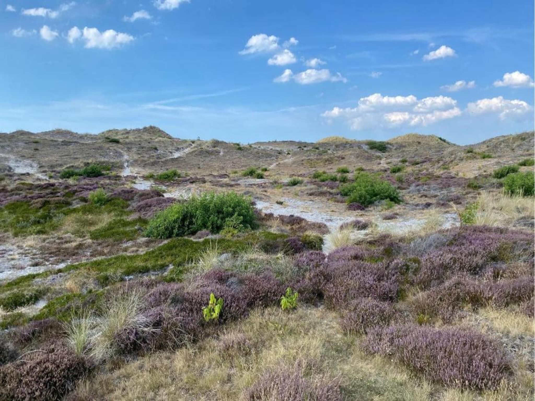 De Veldwachter in 't Zand - Foto 17 van 40